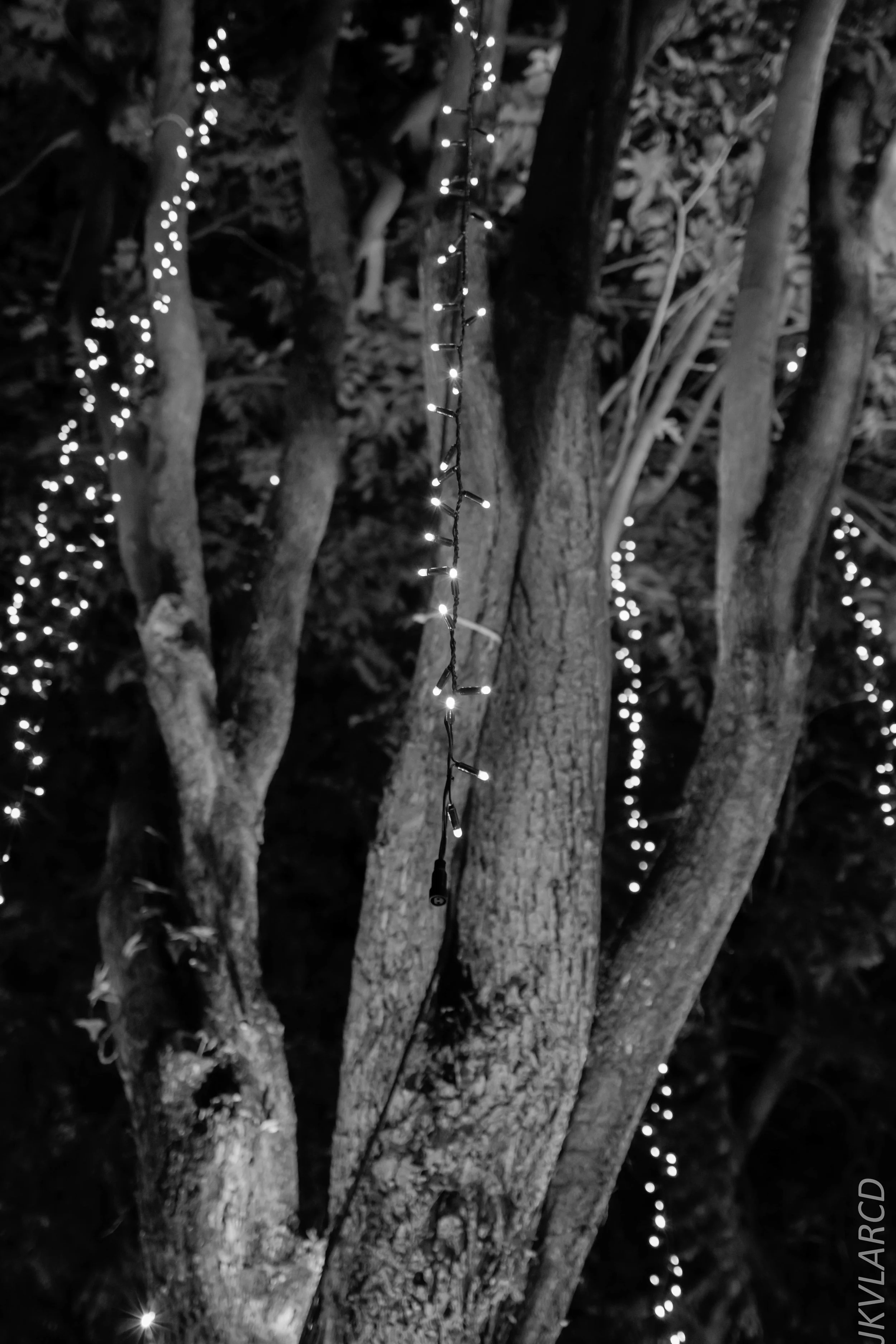 EOS 7D Mark II_2018_12_08_0385.jpg