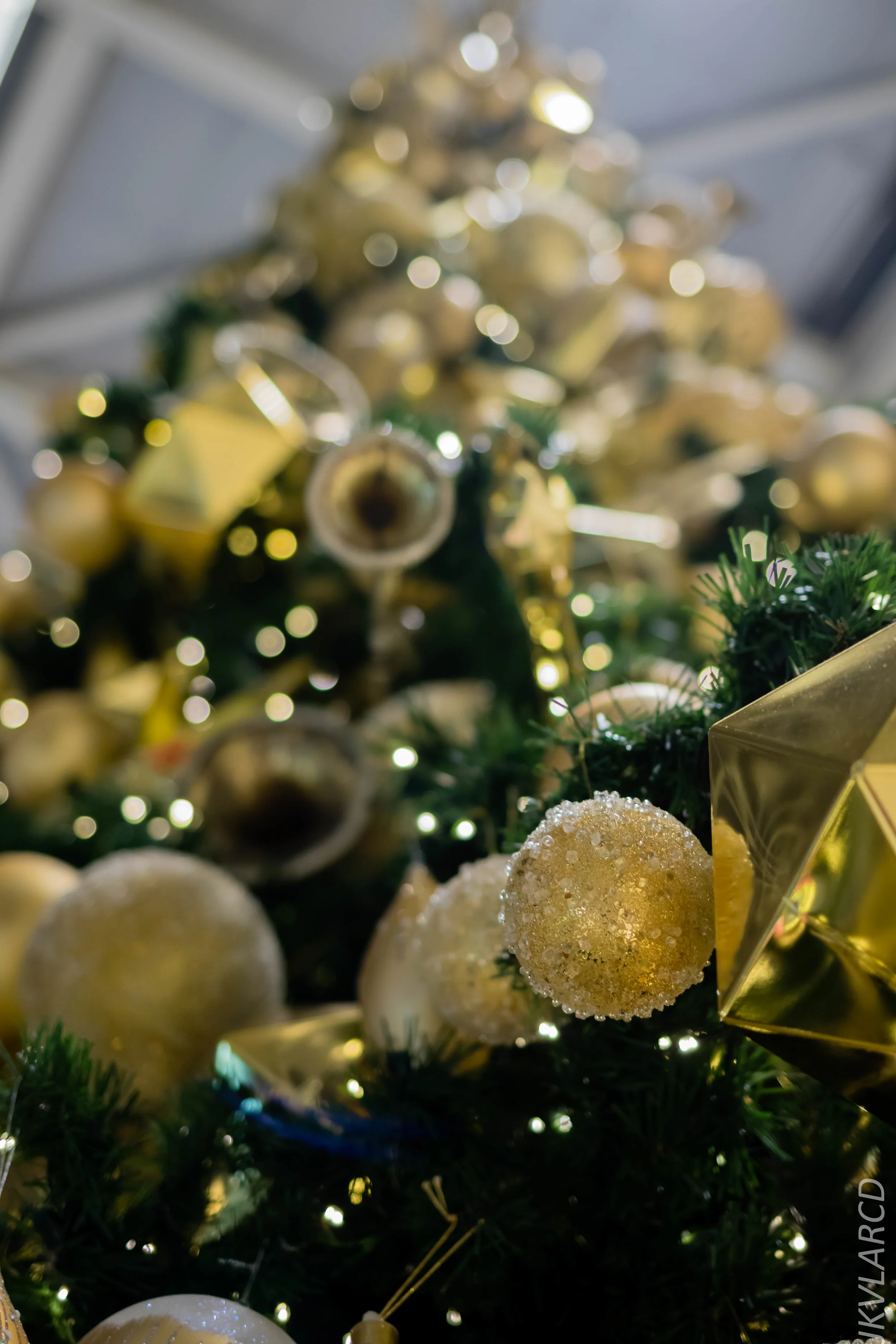 EOS 7D Mark II_2018_12_08_0330.jpg