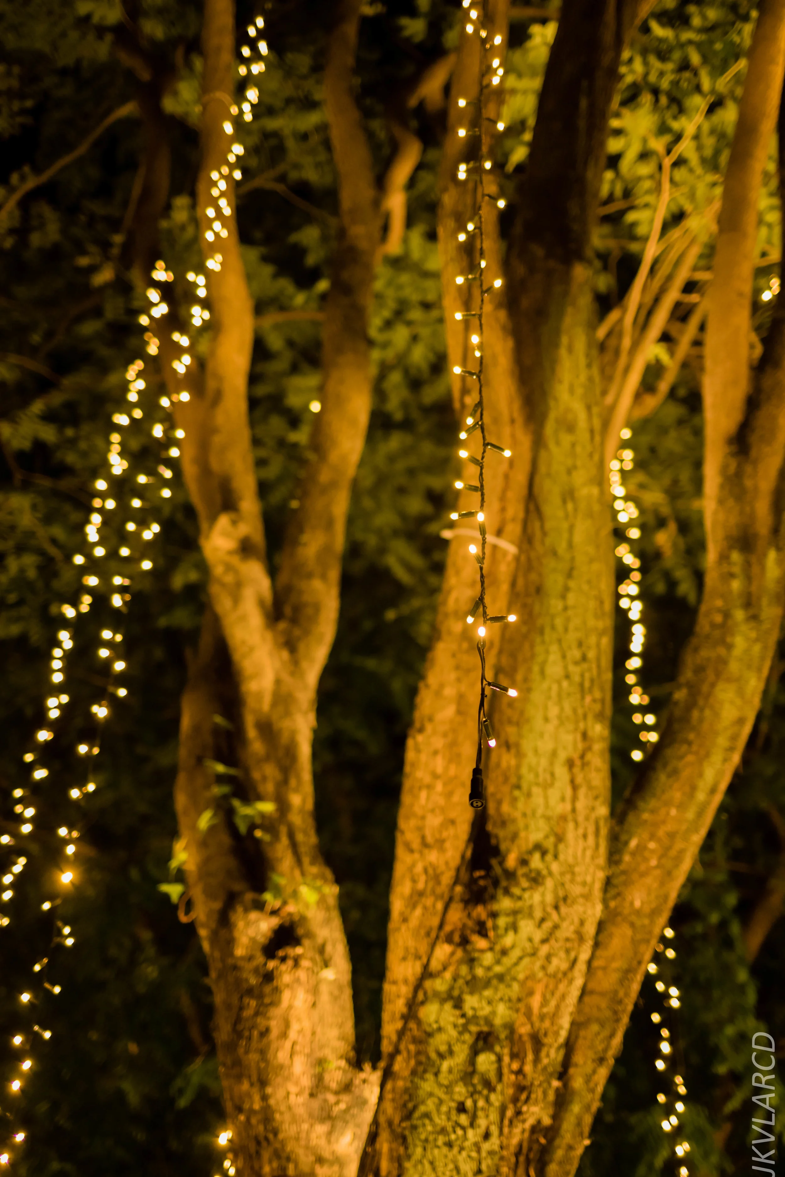 EOS 7D Mark II_2018_12_08_0387.jpg