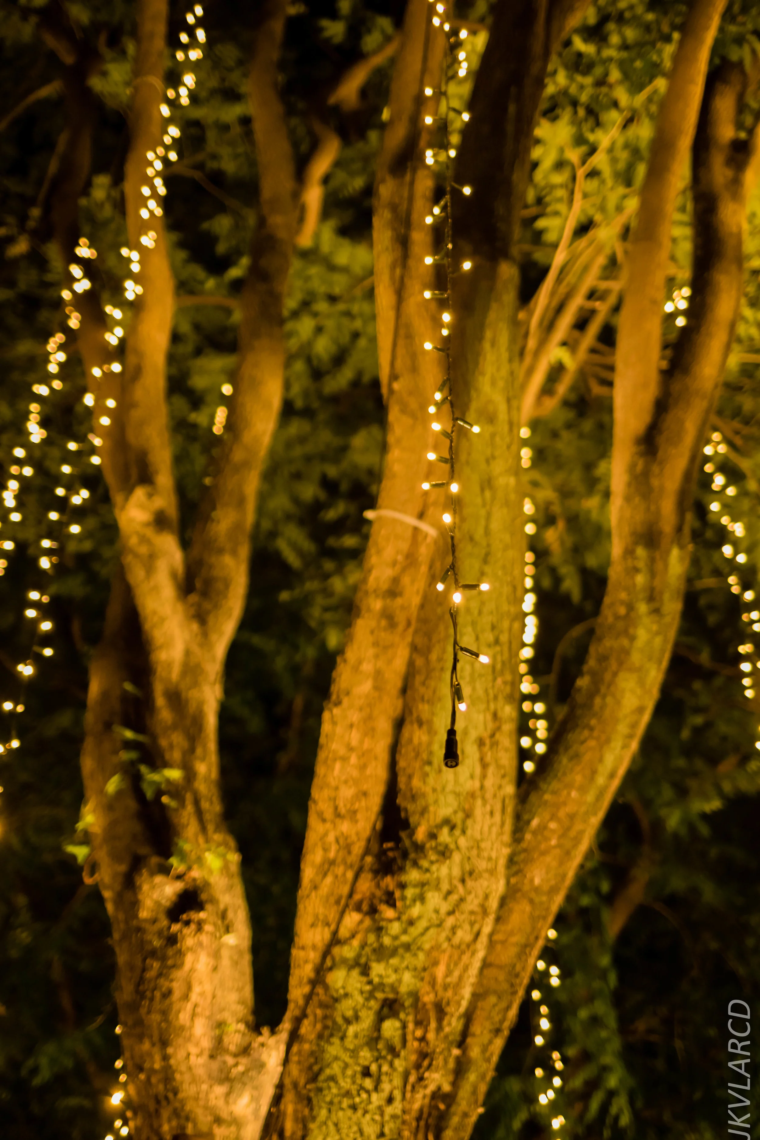 EOS 7D Mark II_2018_12_08_0388.jpg