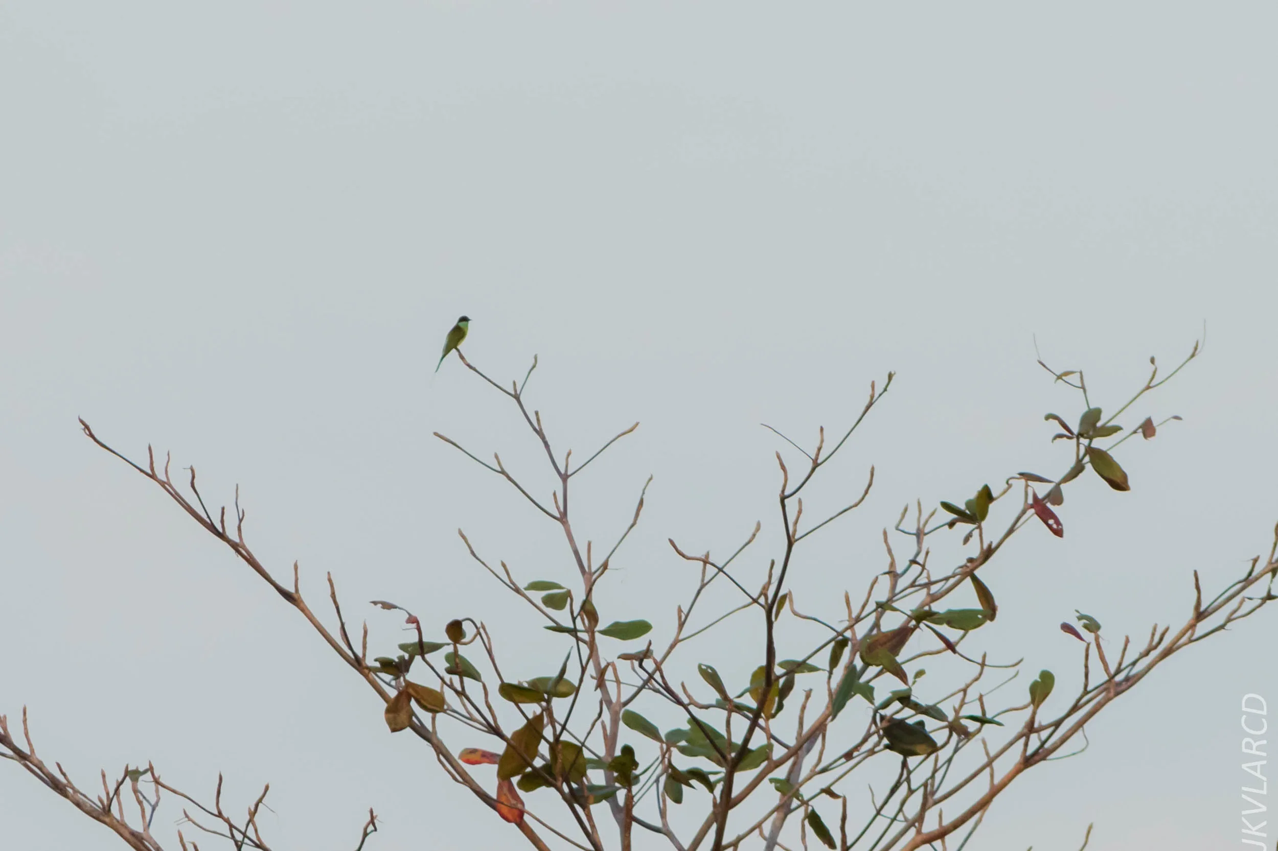EOS 7D Mark II_2019_02_10_1573.jpg