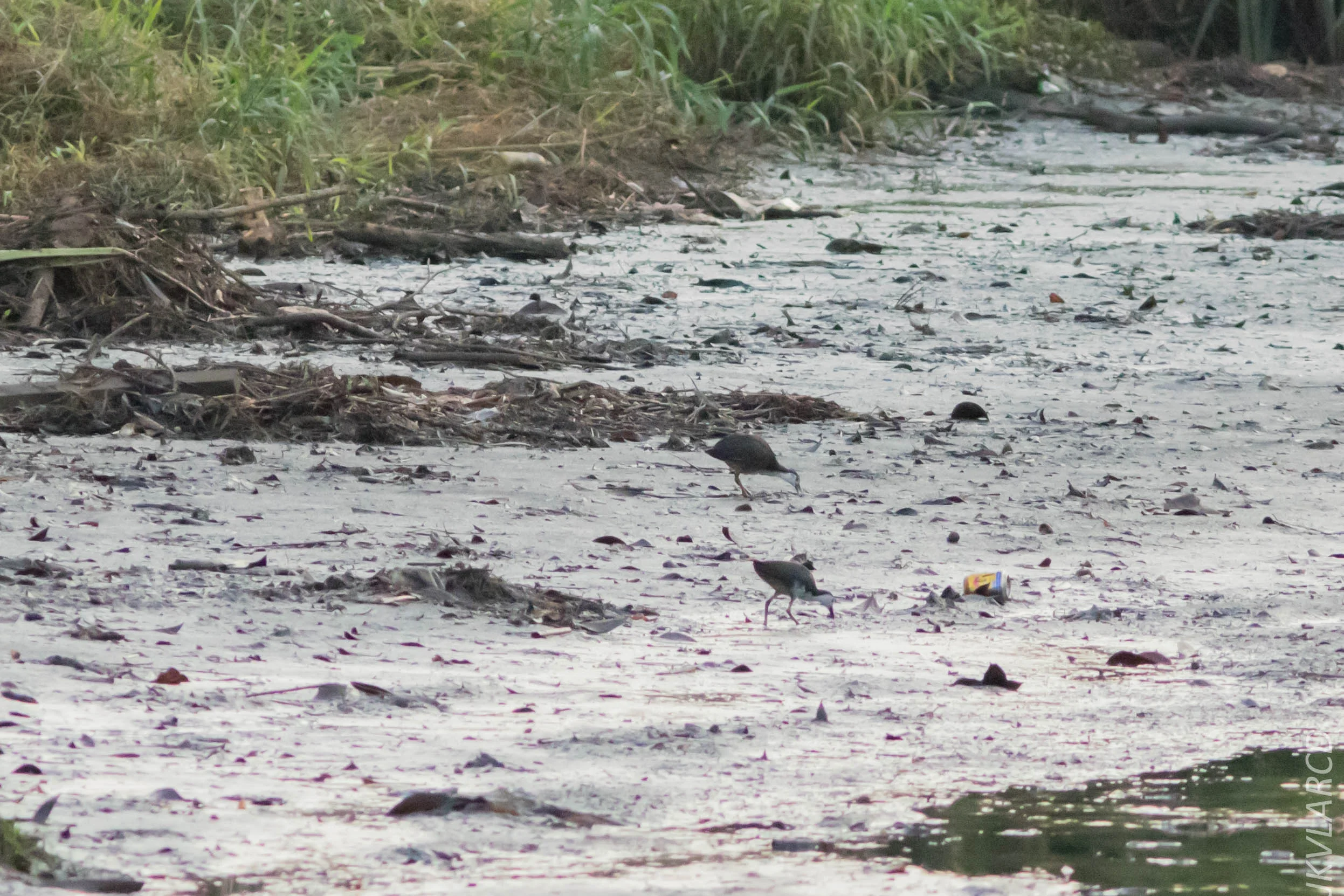 EOS 7D Mark II_2019_02_10_1583.jpg