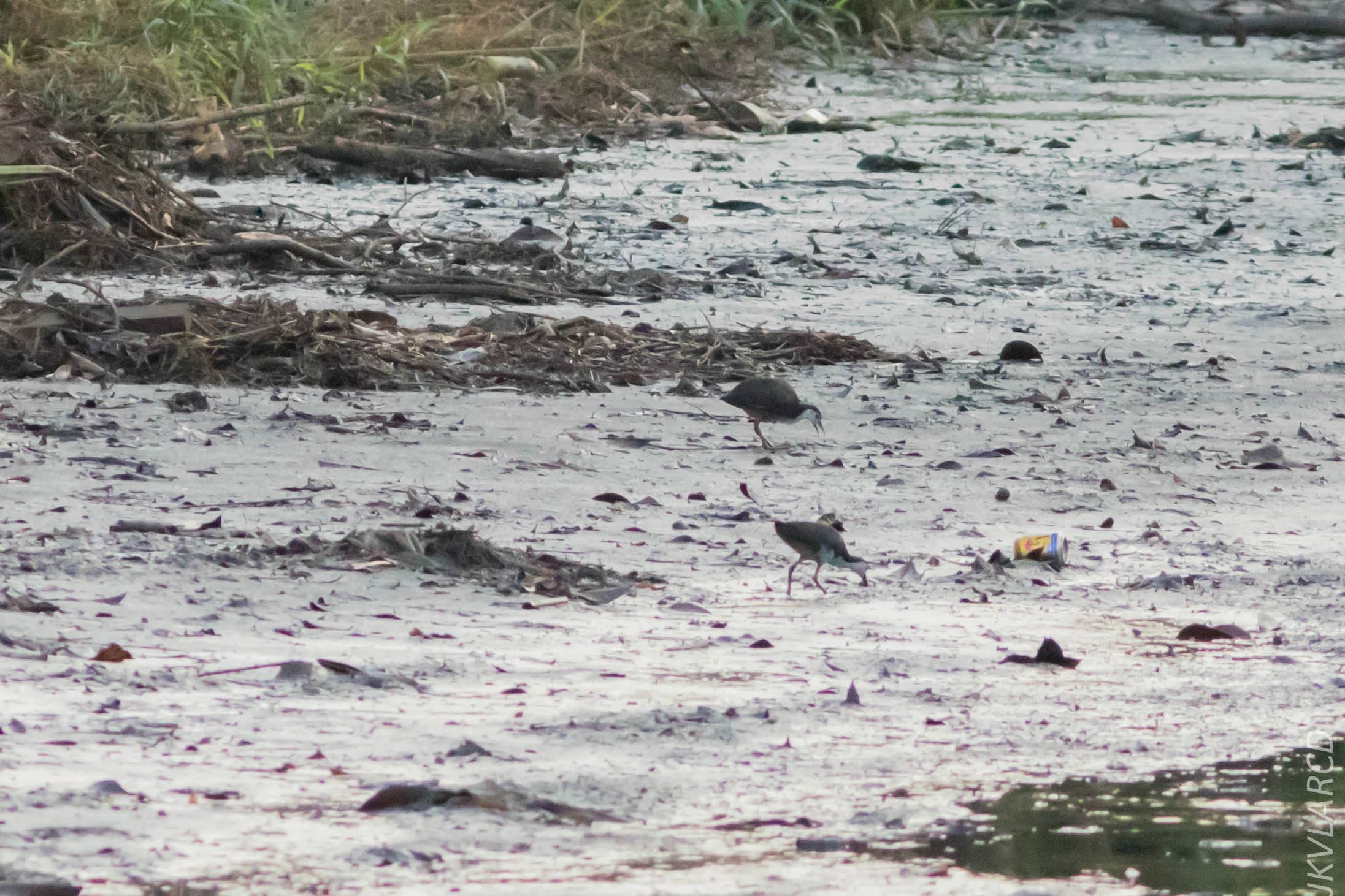 EOS 7D Mark II_2019_02_10_1584.jpg