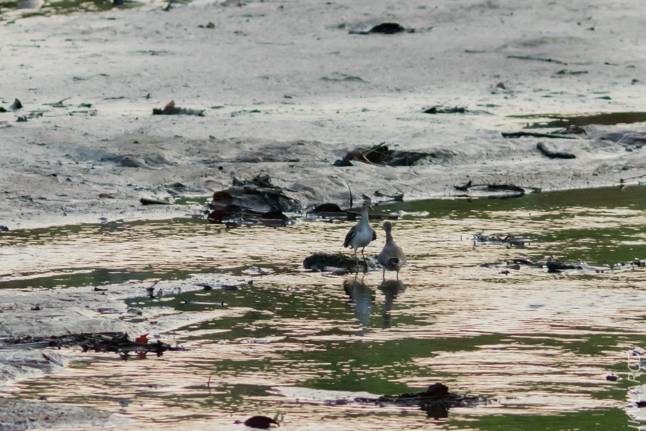 EOS 7D Mark II_2019_02_10_1599.jpg