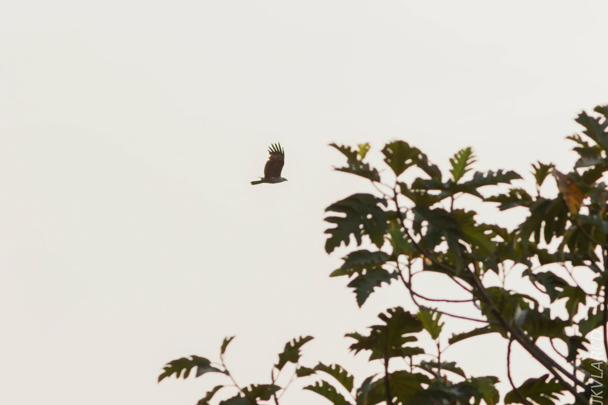 EOS 7D Mark II_2019_02_10_1586.jpg