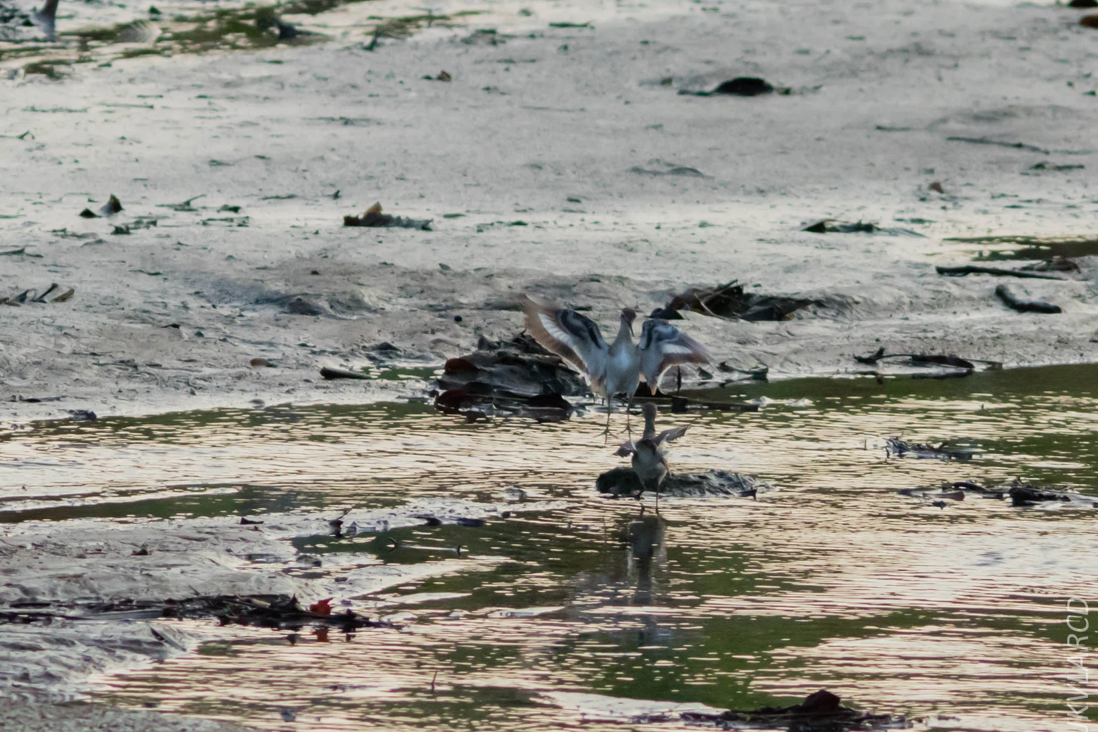 EOS 7D Mark II_2019_02_10_1601.jpg