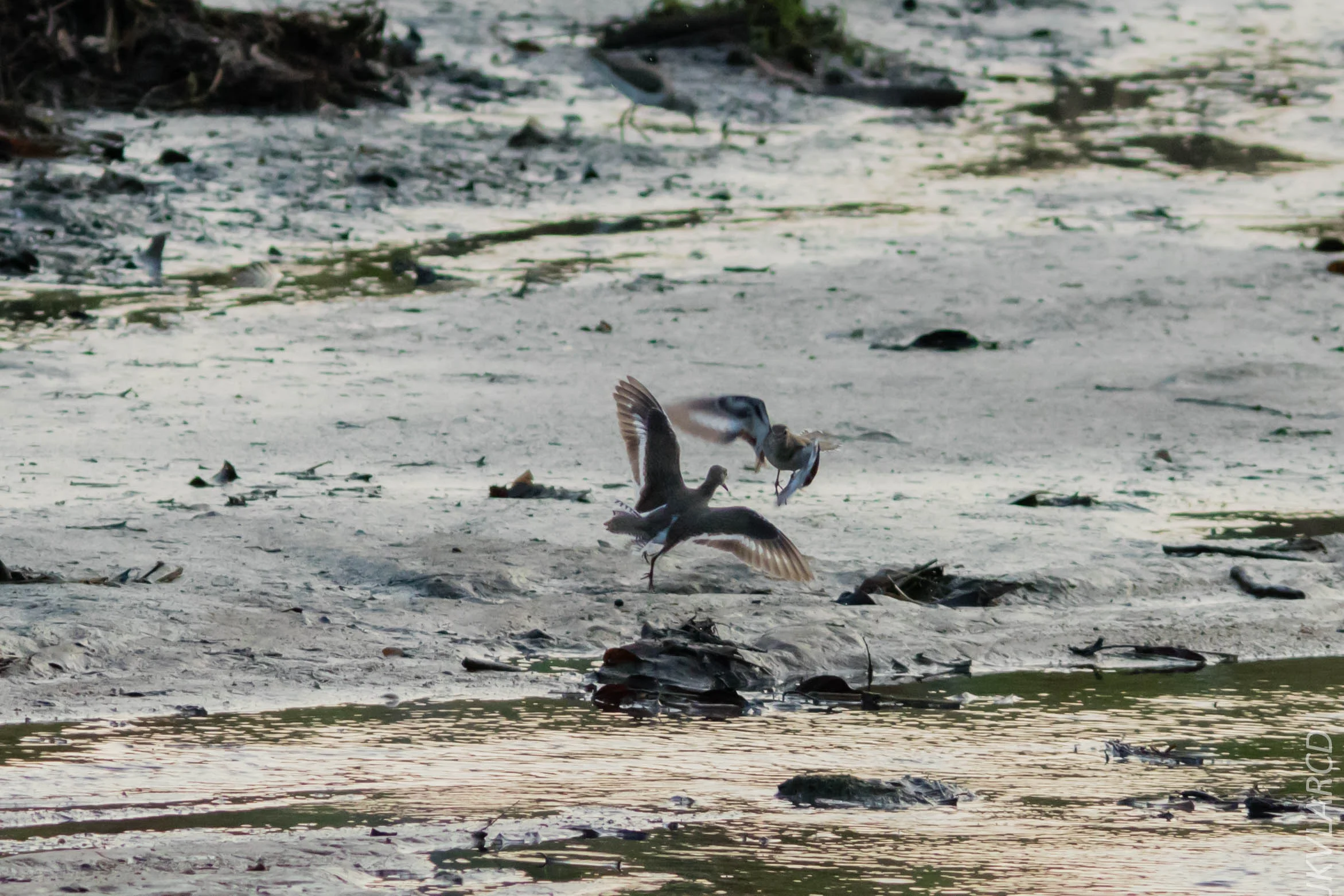 EOS 7D Mark II_2019_02_10_1604.jpg