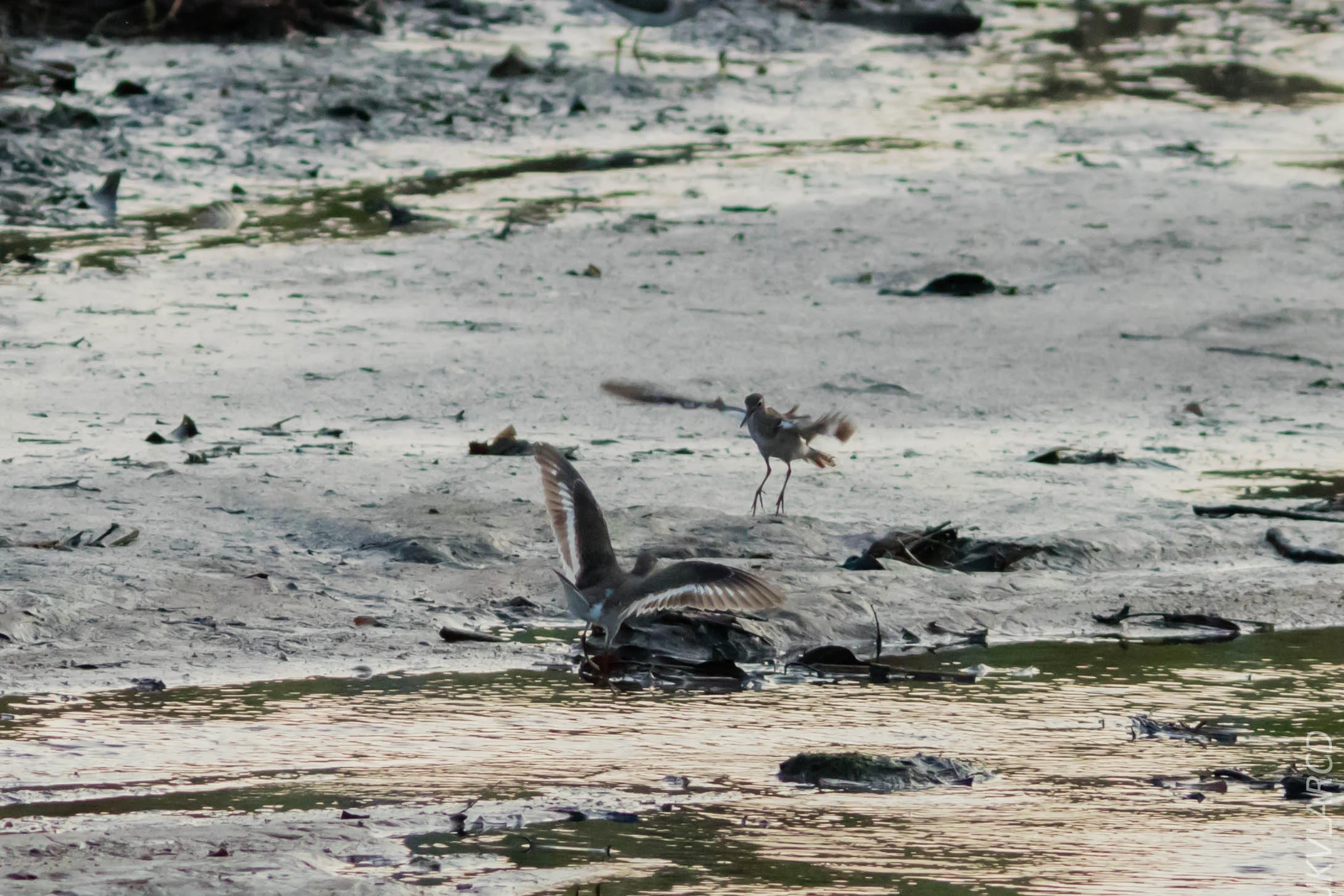 EOS 7D Mark II_2019_02_10_1605.jpg