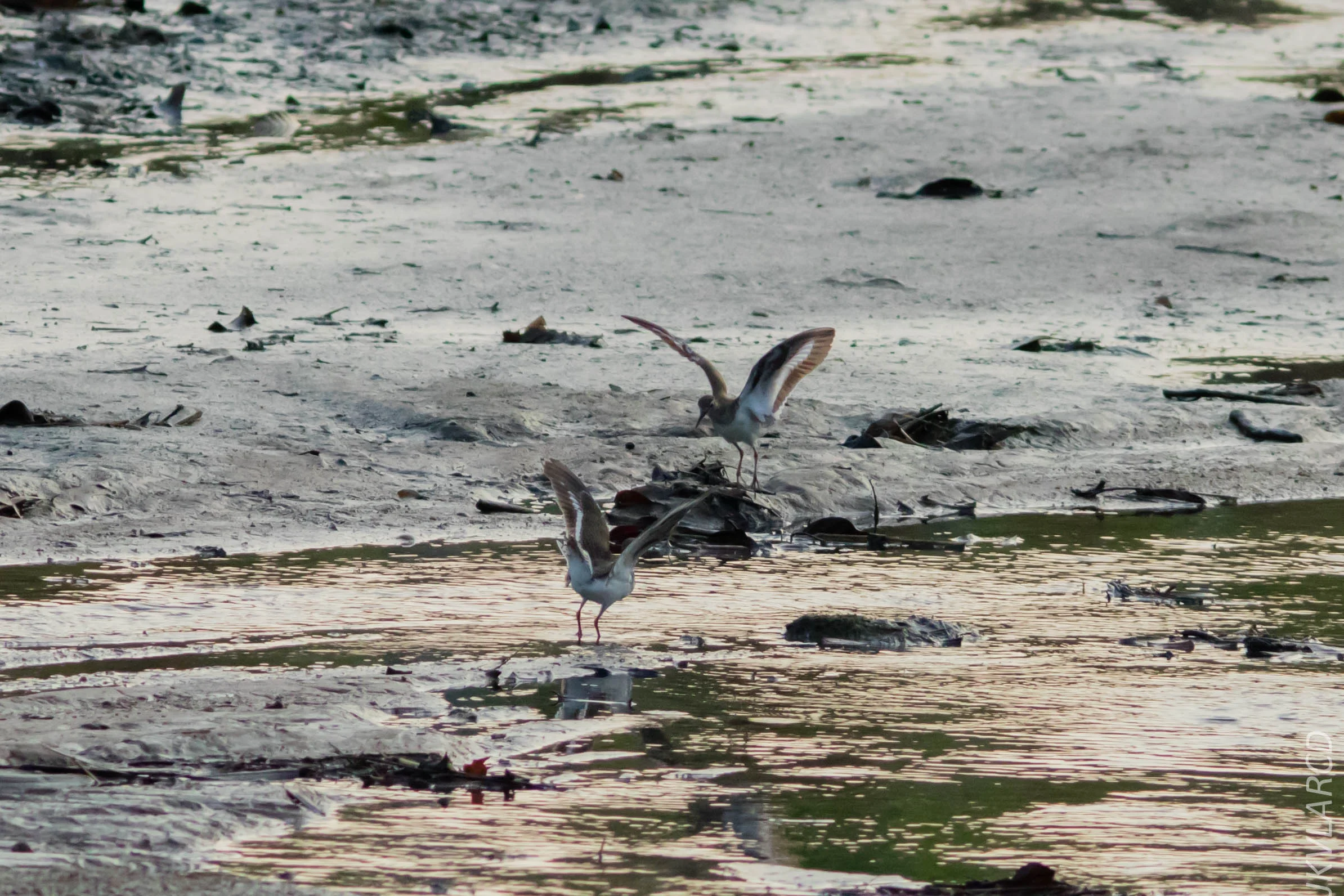 EOS 7D Mark II_2019_02_10_1606.jpg