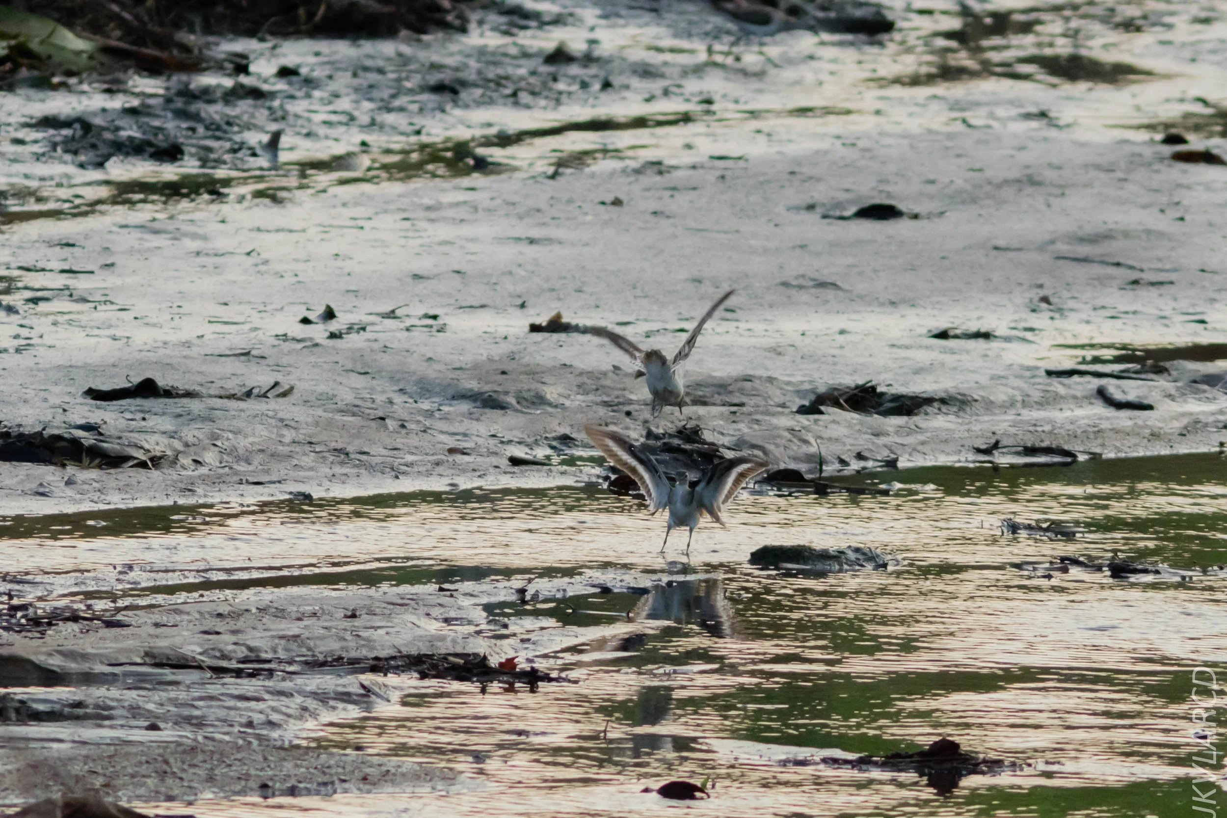 EOS 7D Mark II_2019_02_10_1610.jpg