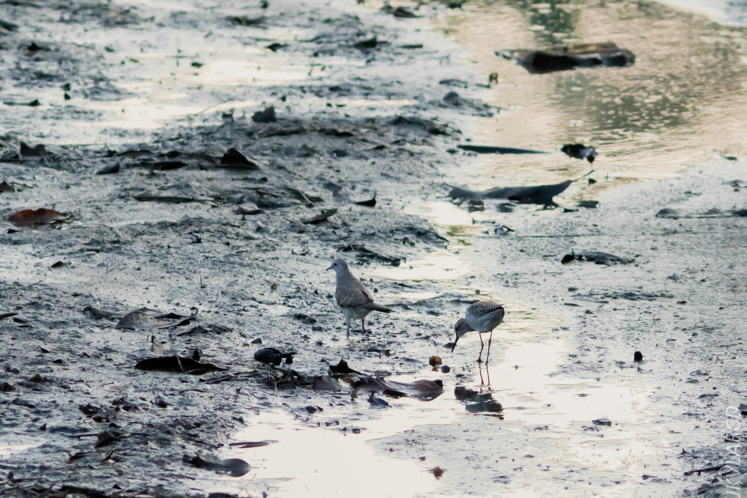 EOS 7D Mark II_2019_02_10_1625.jpg