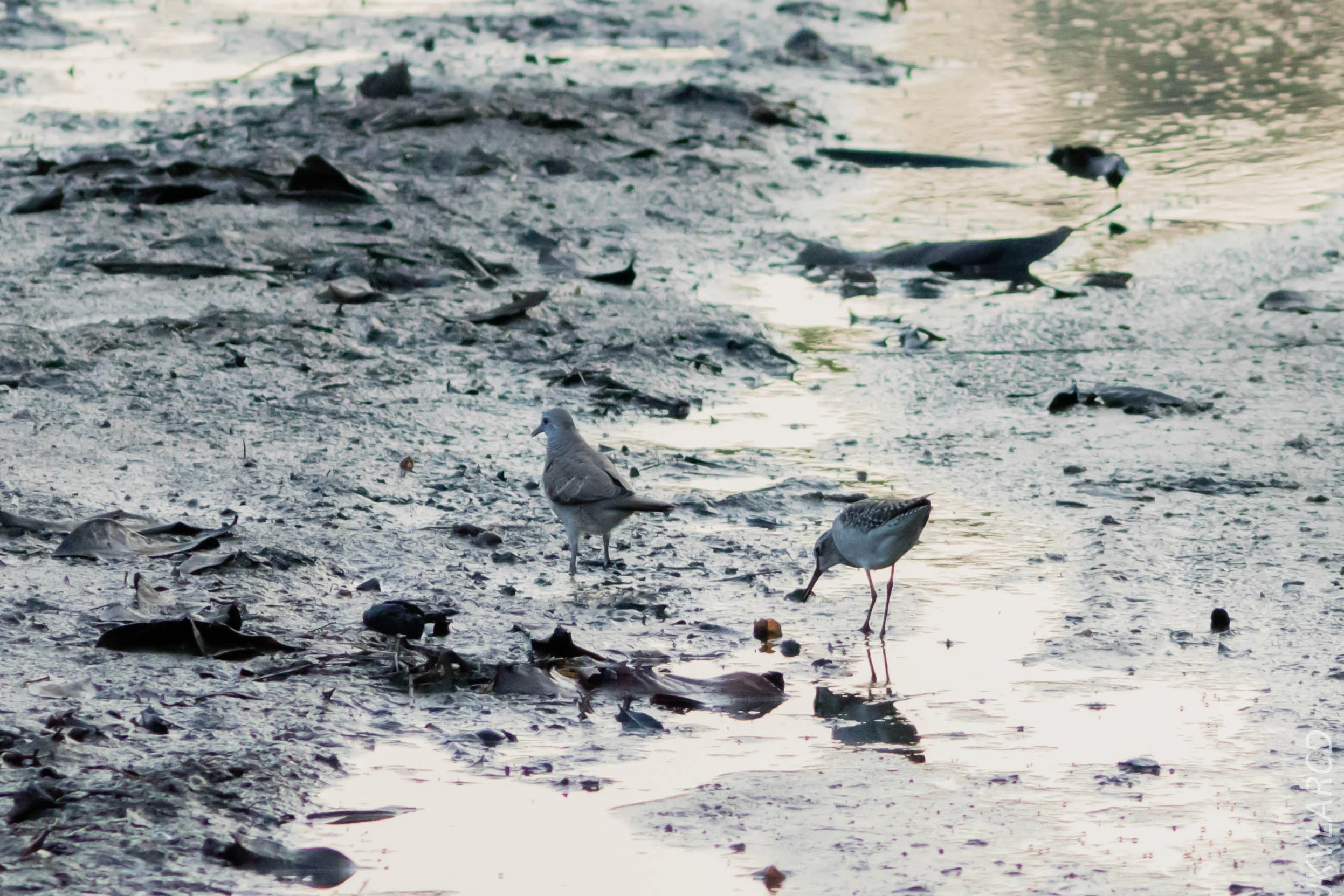 EOS 7D Mark II_2019_02_10_1626.jpg