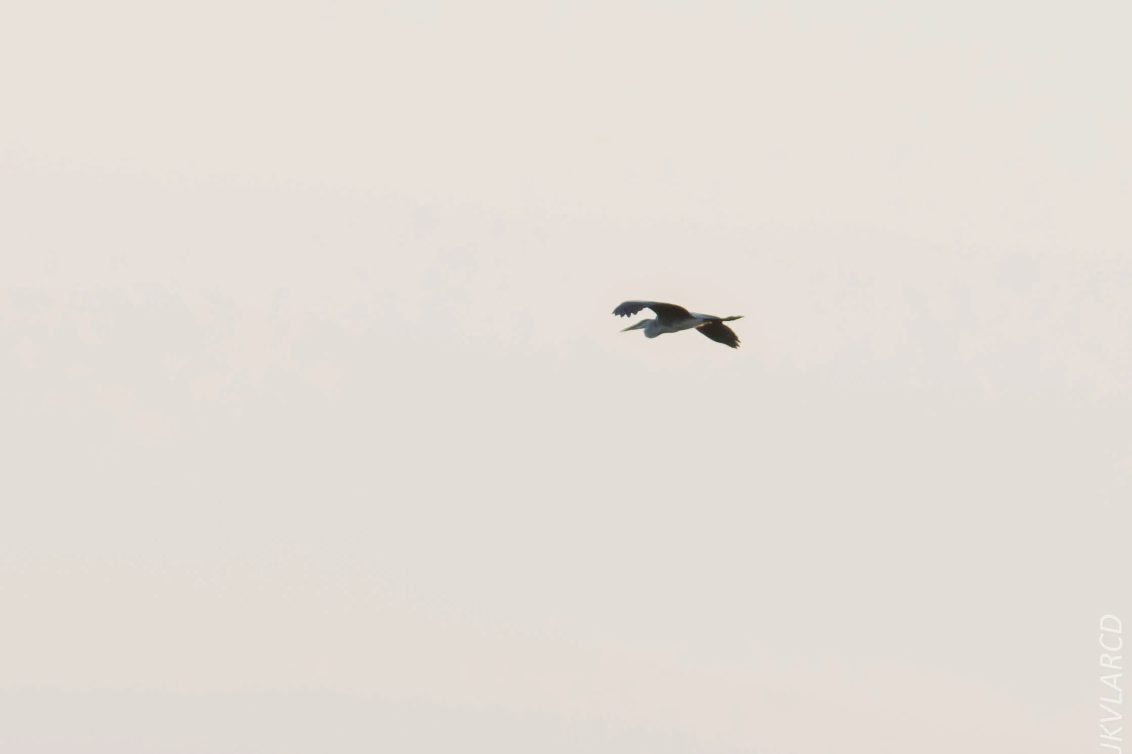 EOS 7D Mark II_2019_02_10_1645.jpg