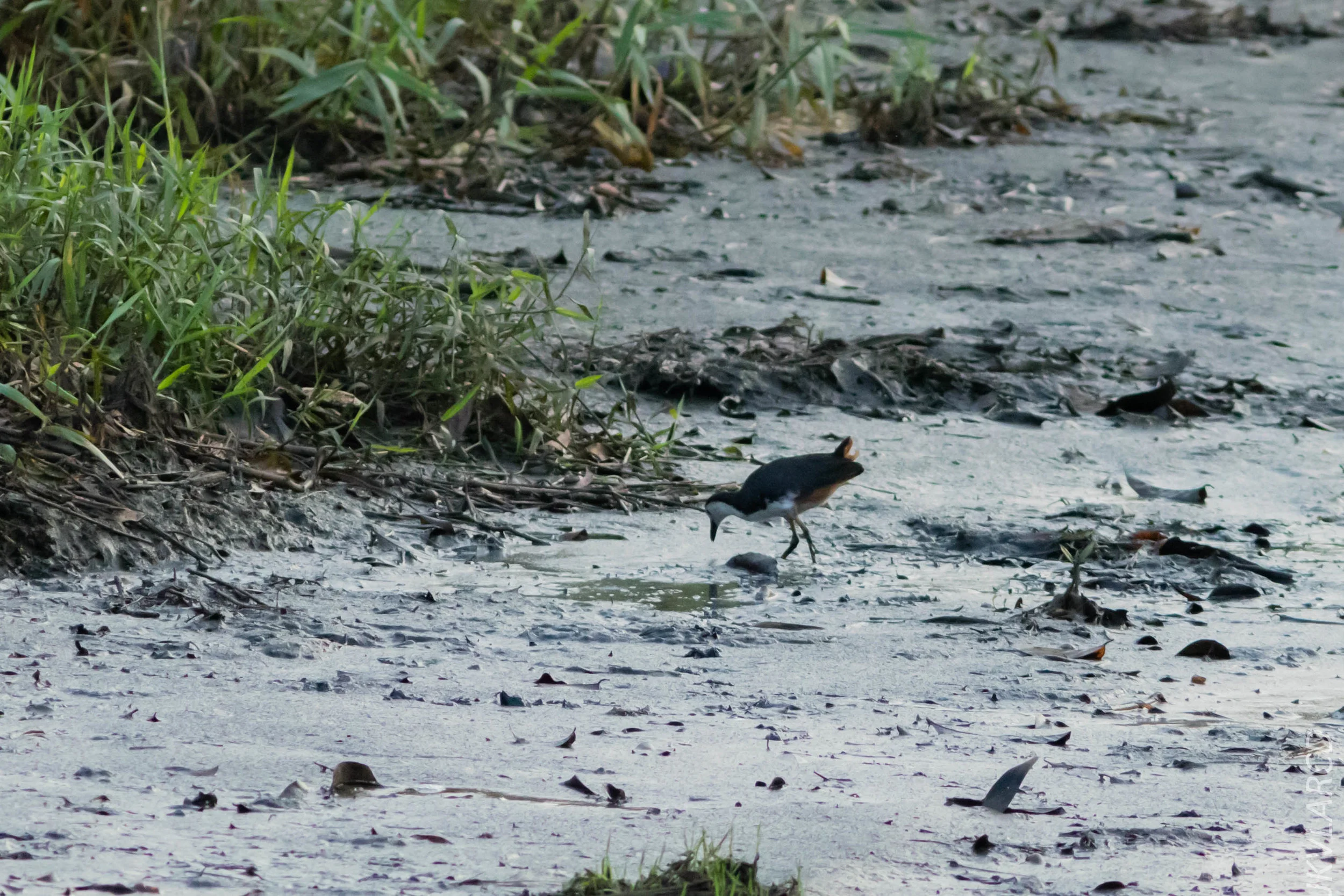 EOS 7D Mark II_2019_02_10_1637.jpg