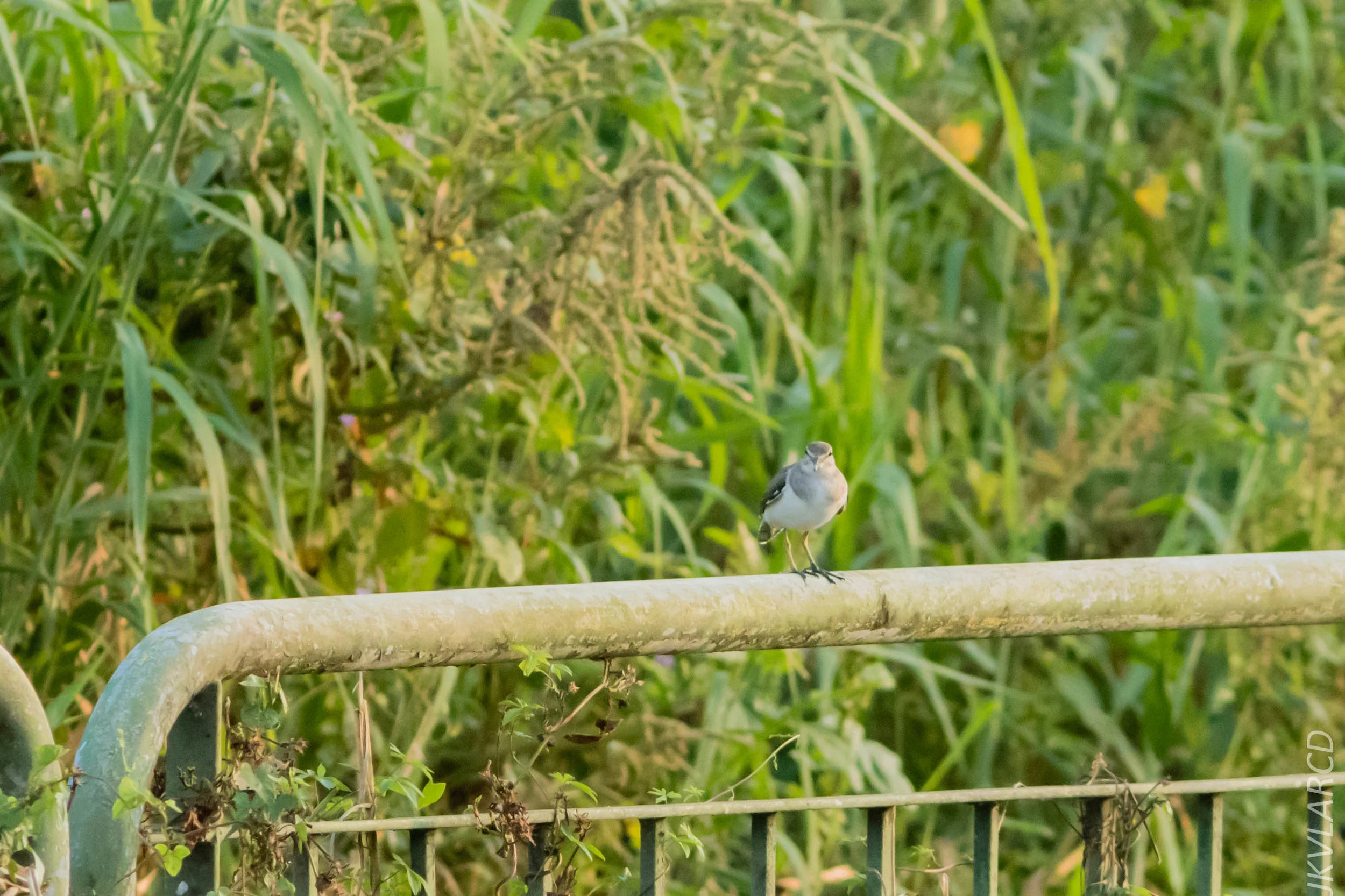 EOS 7D Mark II_2019_02_10_1666.jpg