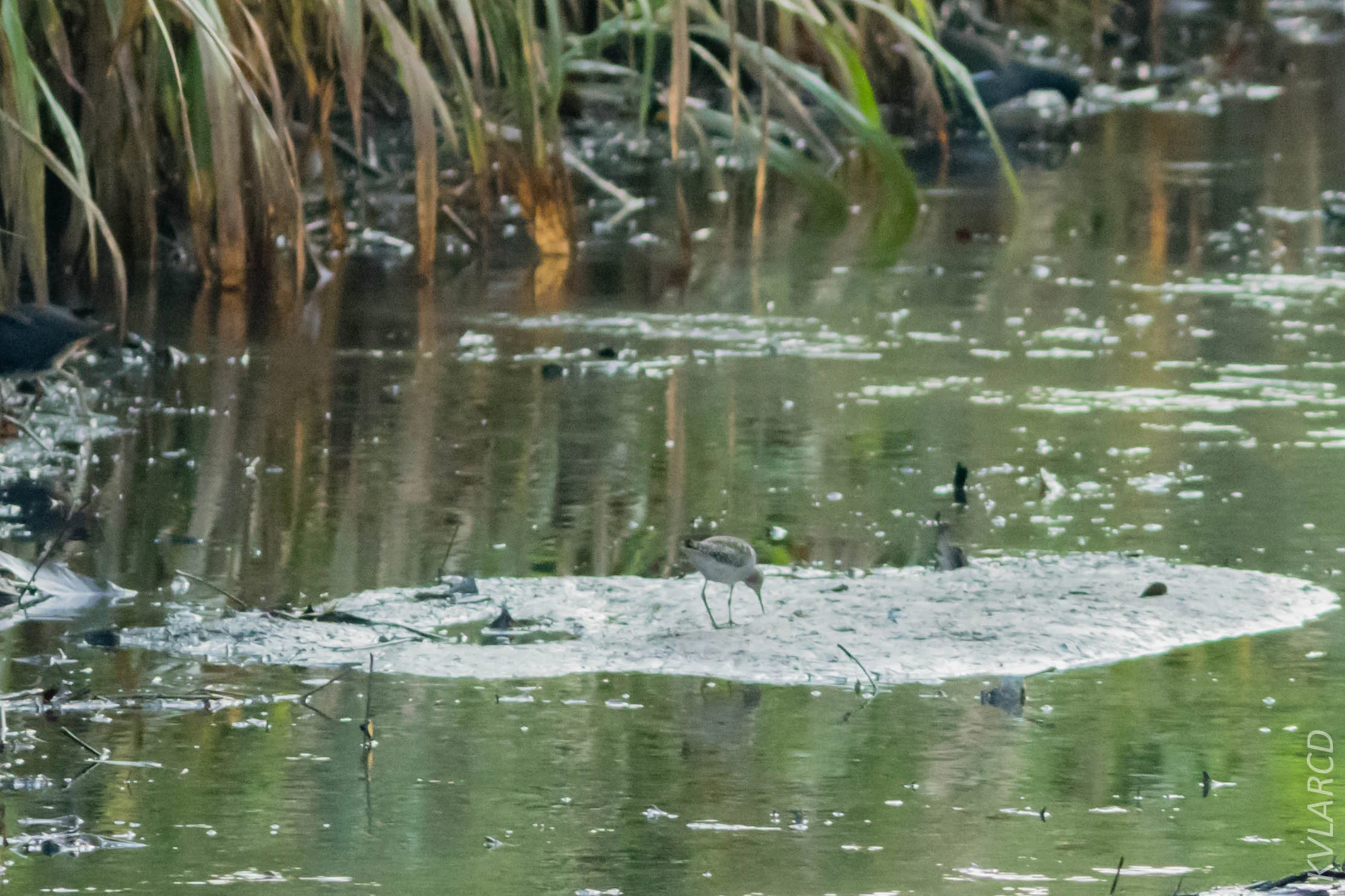 EOS 7D Mark II_2019_02_10_1673.jpg