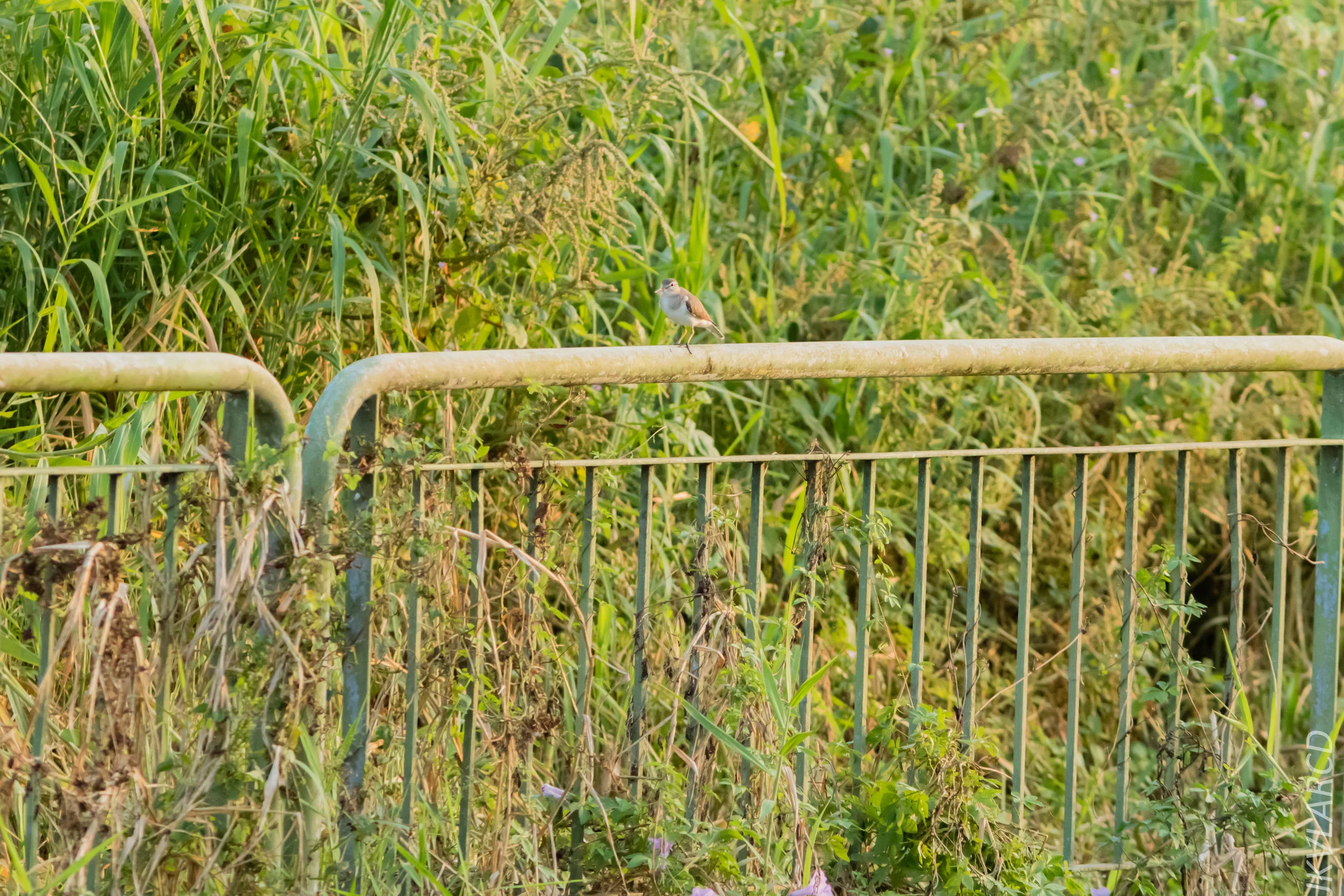 EOS 7D Mark II_2019_02_10_1662.jpg