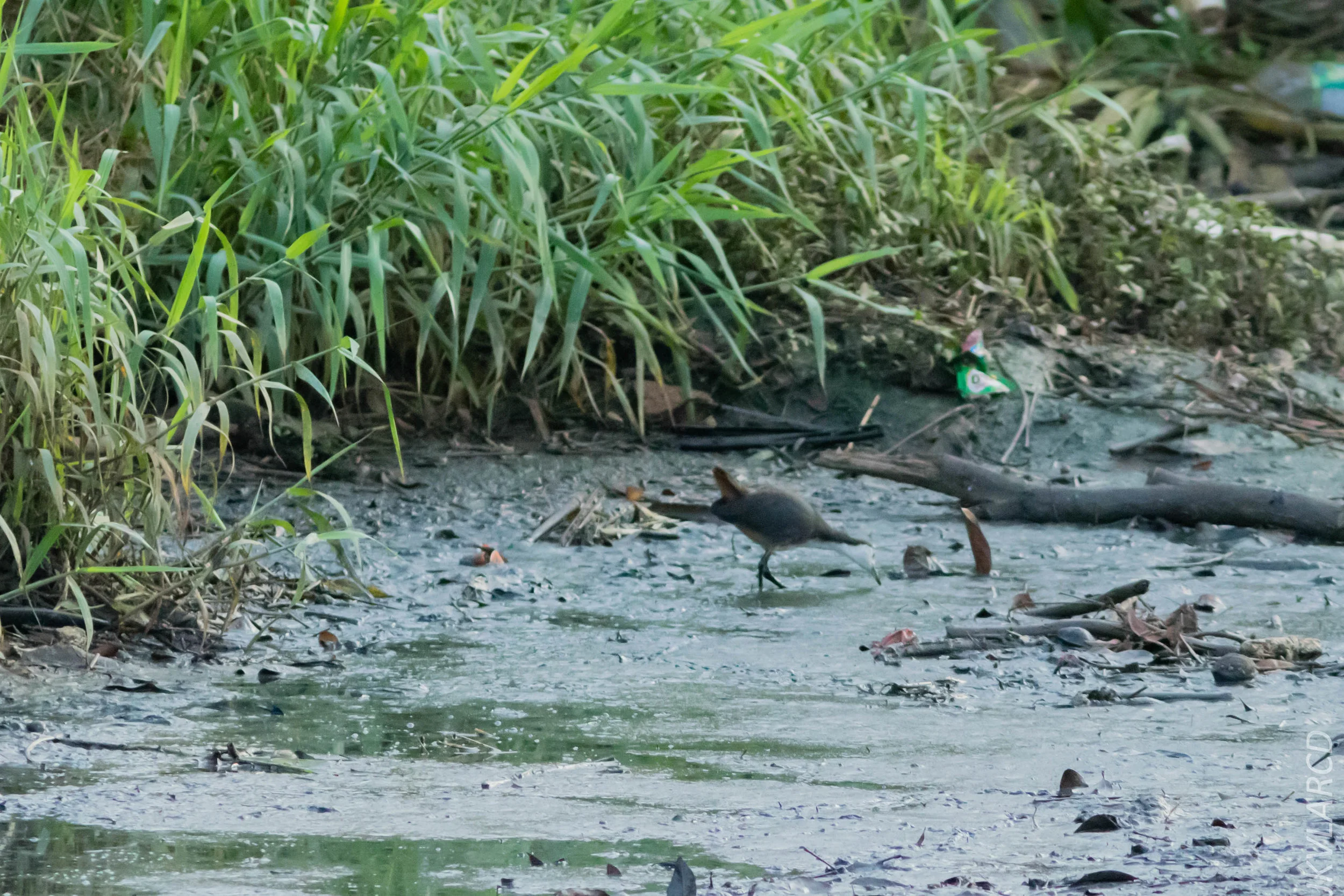 EOS 7D Mark II_2019_02_10_1678.jpg