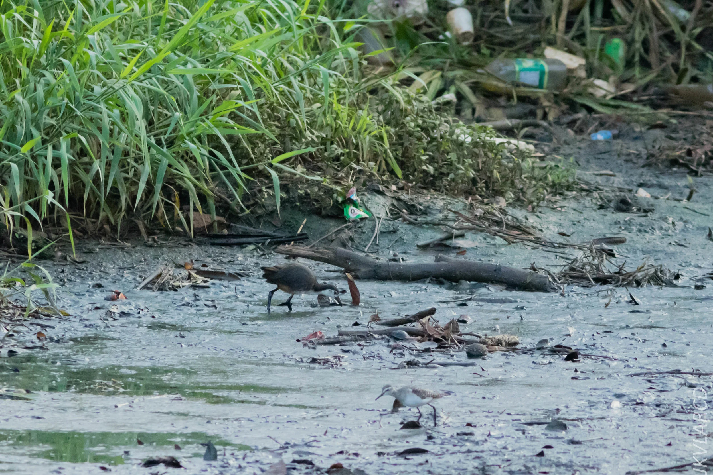 EOS 7D Mark II_2019_02_10_1679.jpg
