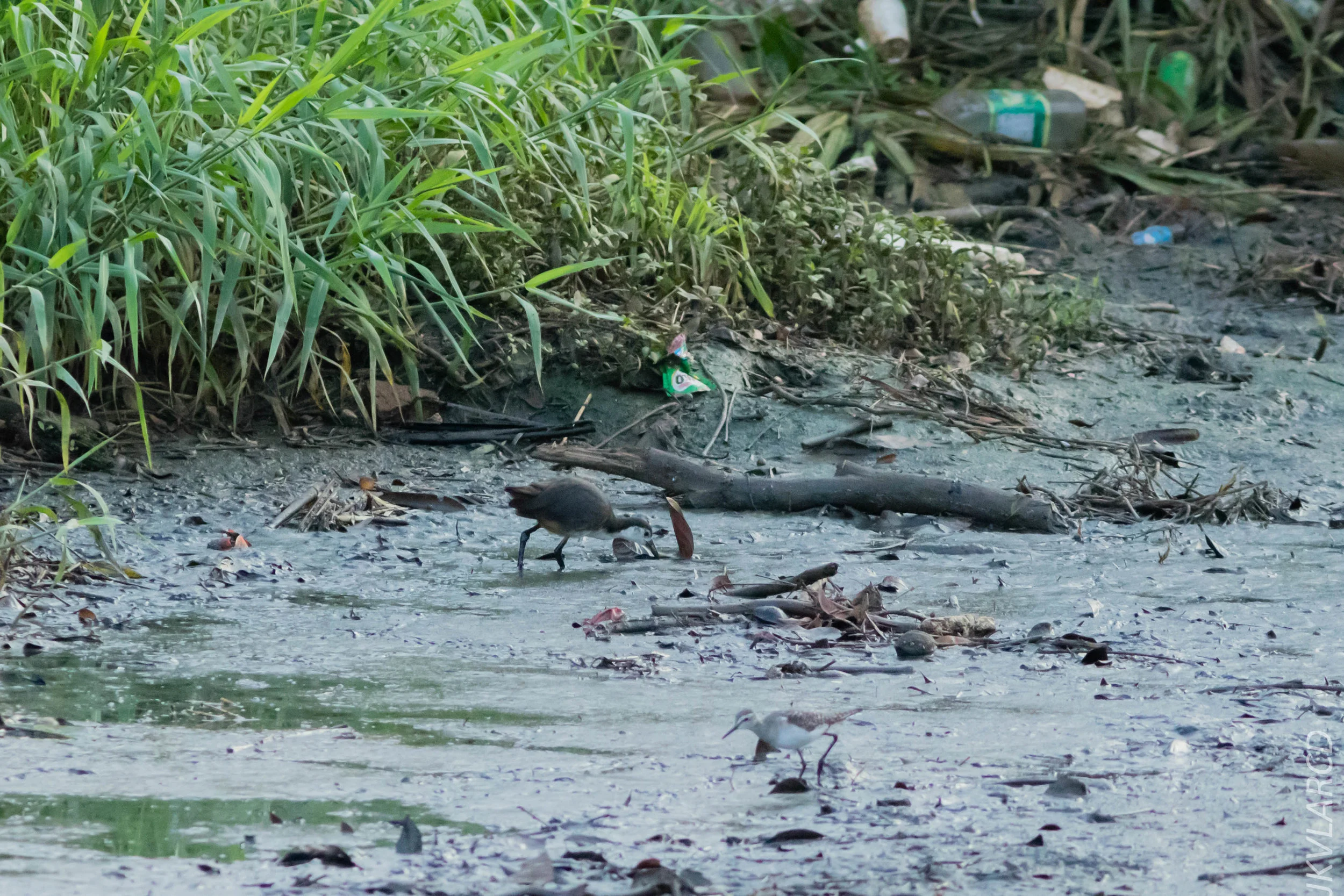 EOS 7D Mark II_2019_02_10_1680.jpg
