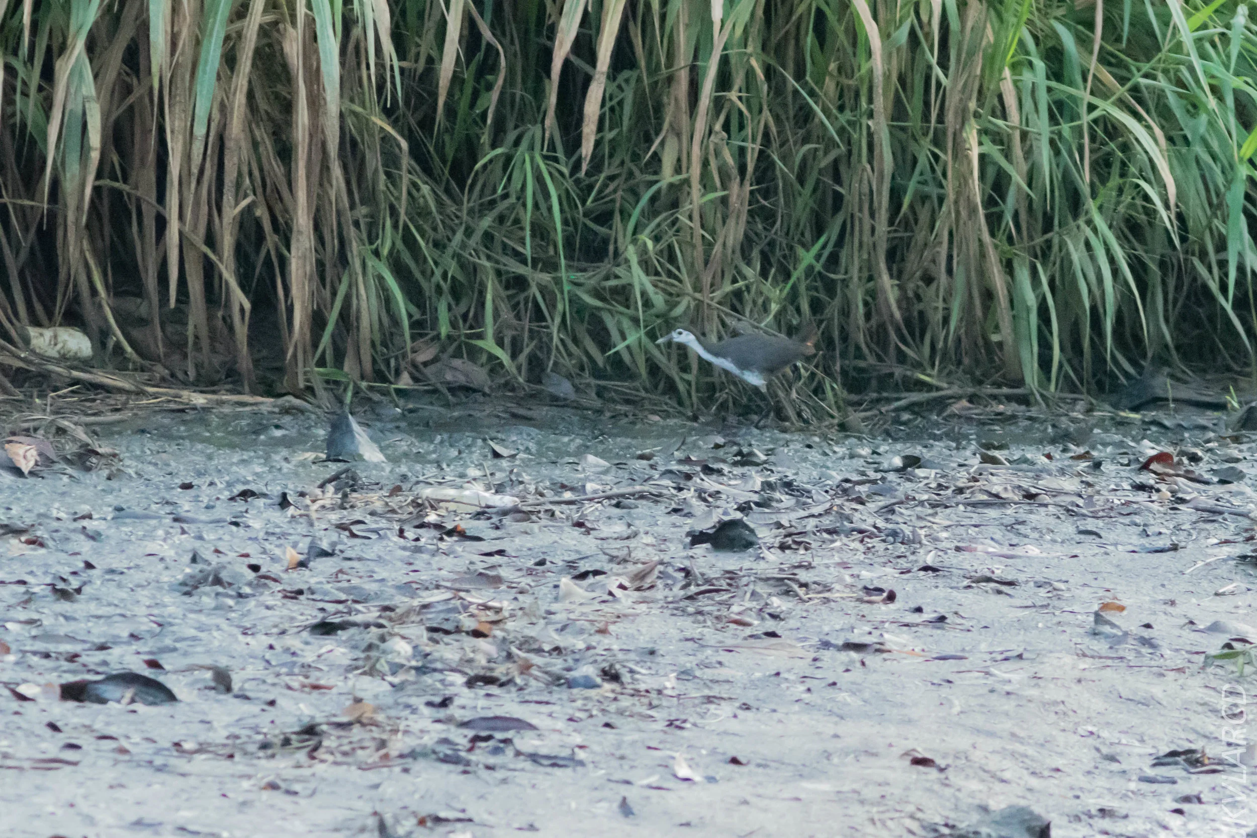 EOS 7D Mark II_2019_02_10_1684.jpg