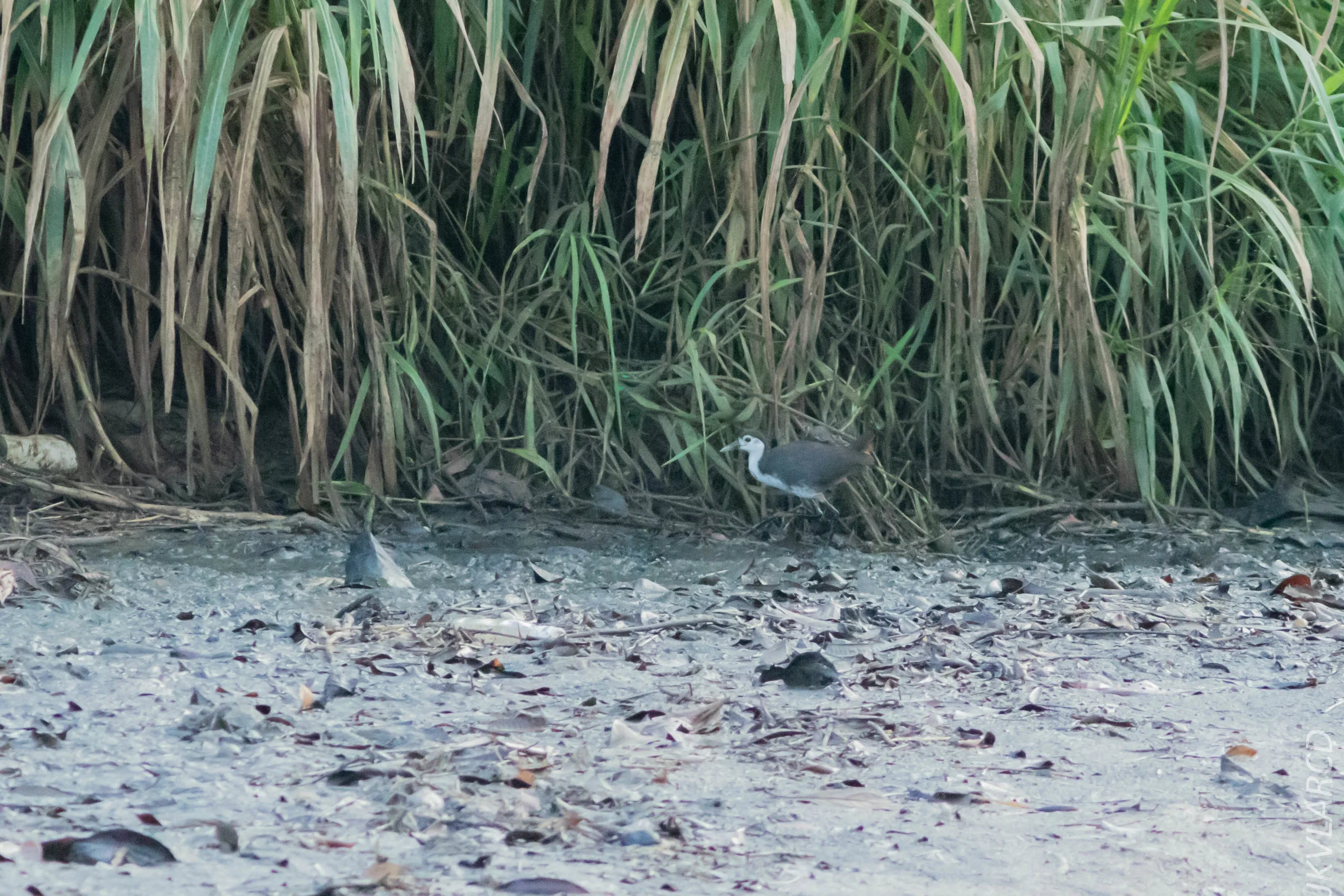 EOS 7D Mark II_2019_02_10_1685.jpg