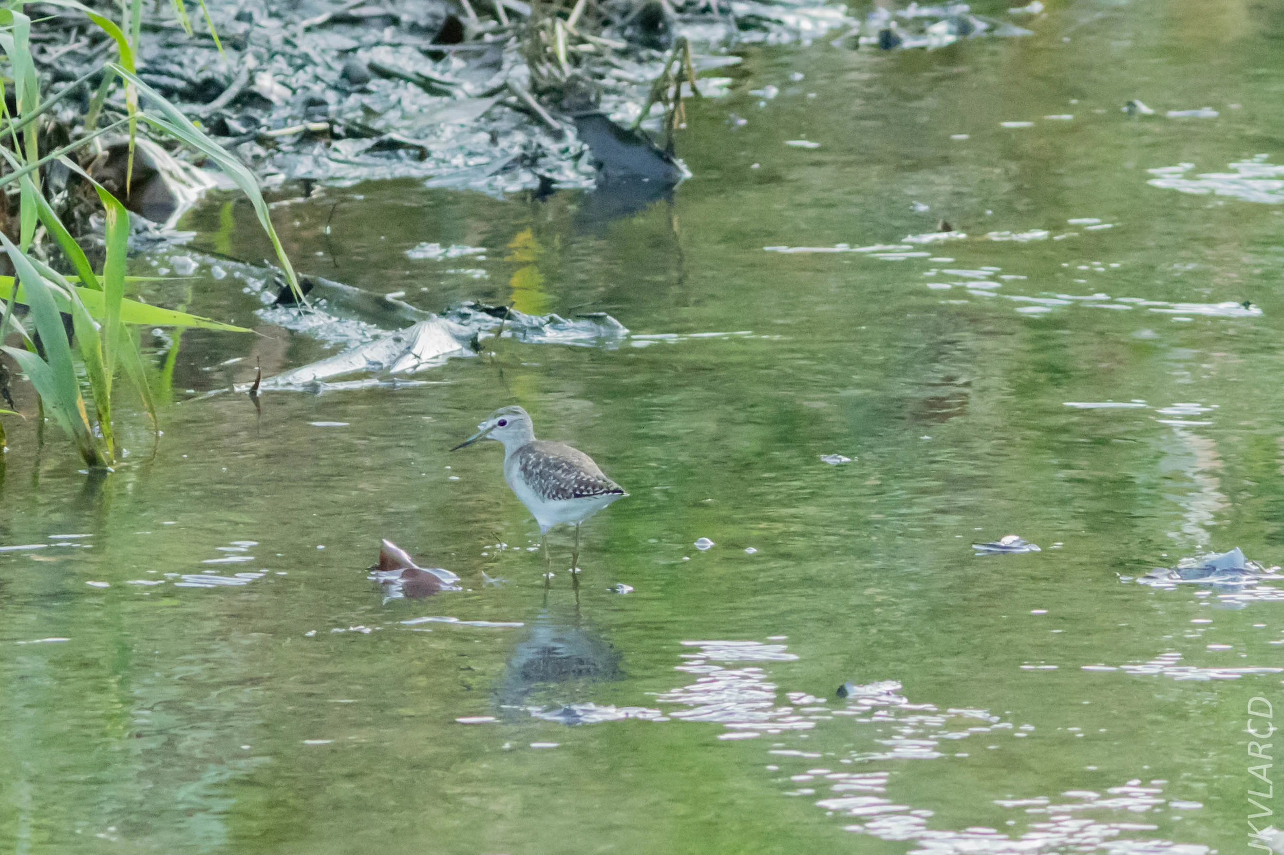 EOS 7D Mark II_2019_02_10_1693.jpg