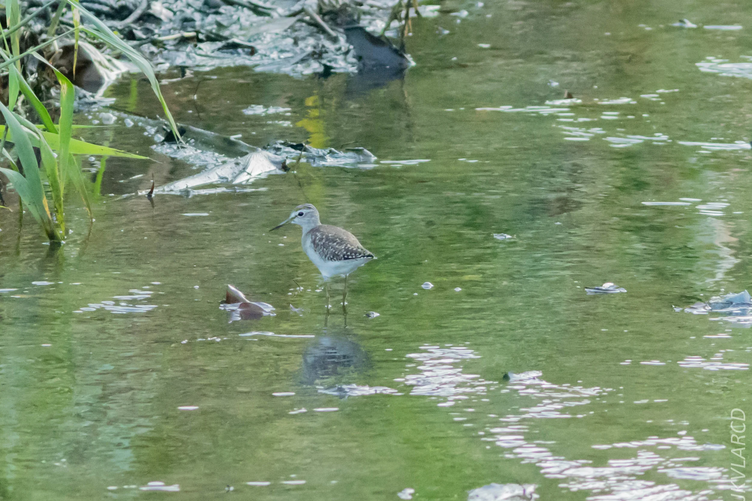 EOS 7D Mark II_2019_02_10_1694.jpg