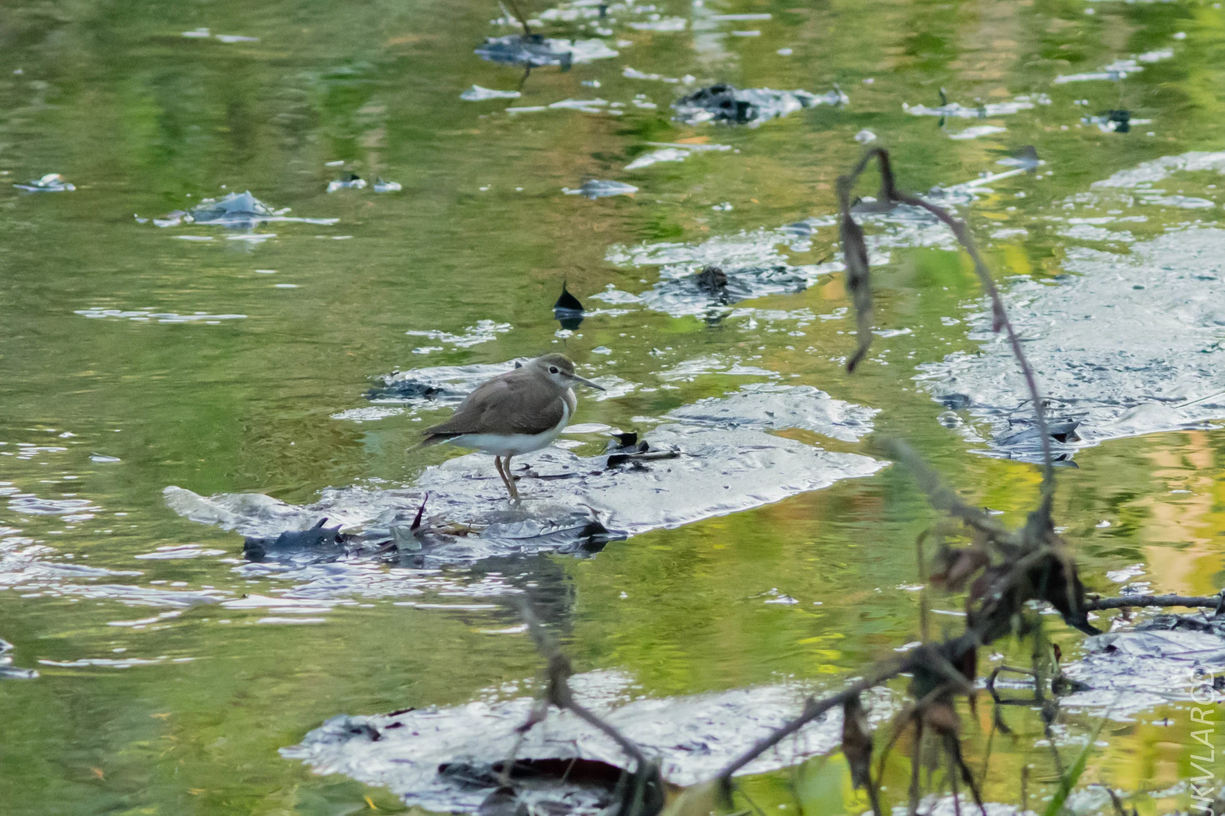 EOS 7D Mark II_2019_02_10_1698.jpg