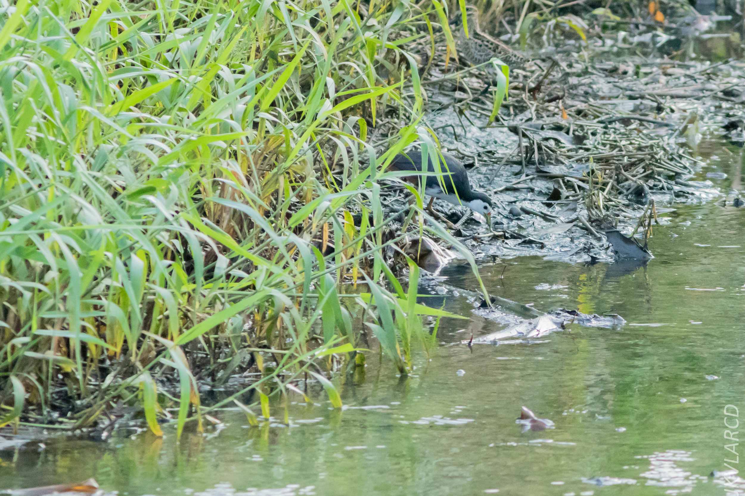 EOS 7D Mark II_2019_02_10_1697.jpg