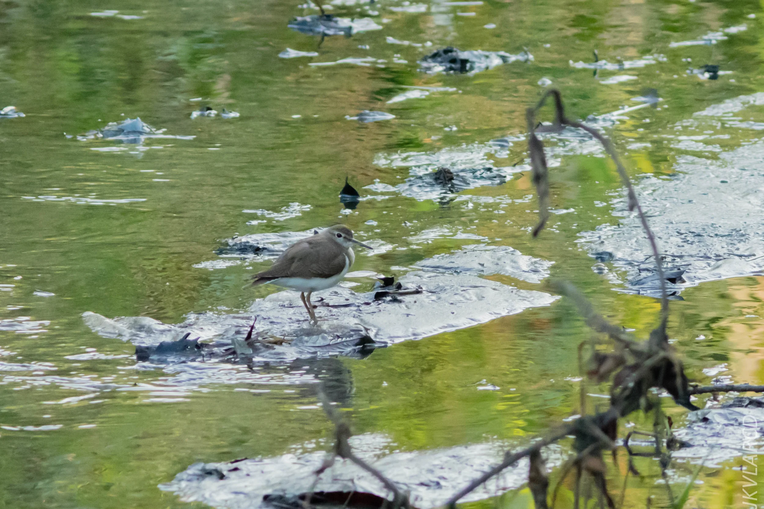 EOS 7D Mark II_2019_02_10_1699.jpg