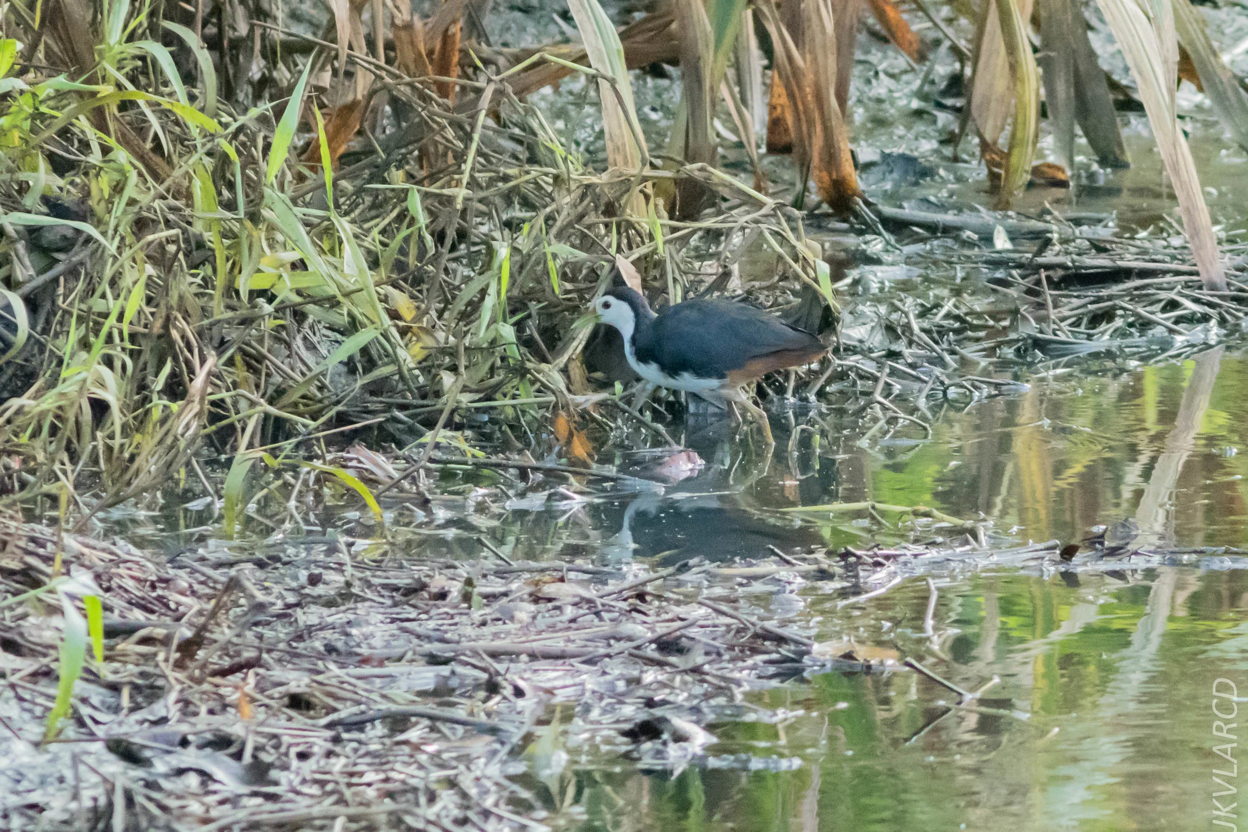 EOS 7D Mark II_2019_02_10_1700.jpg