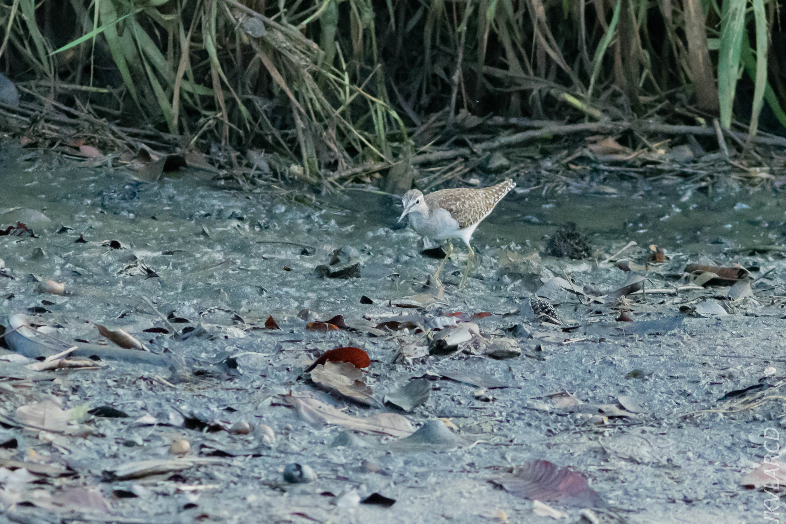 EOS 7D Mark II_2019_02_10_1710.jpg