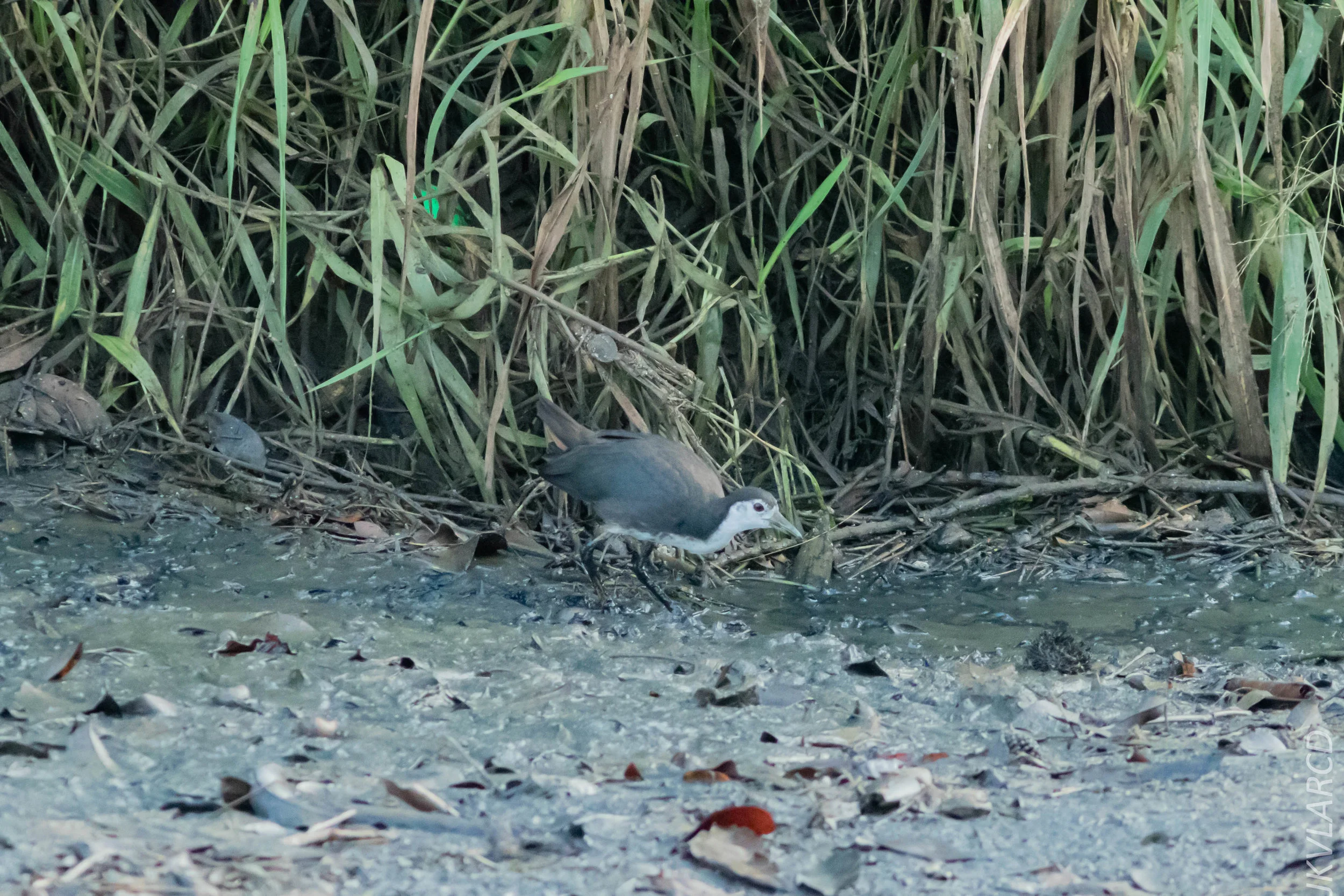 EOS 7D Mark II_2019_02_10_1718.jpg