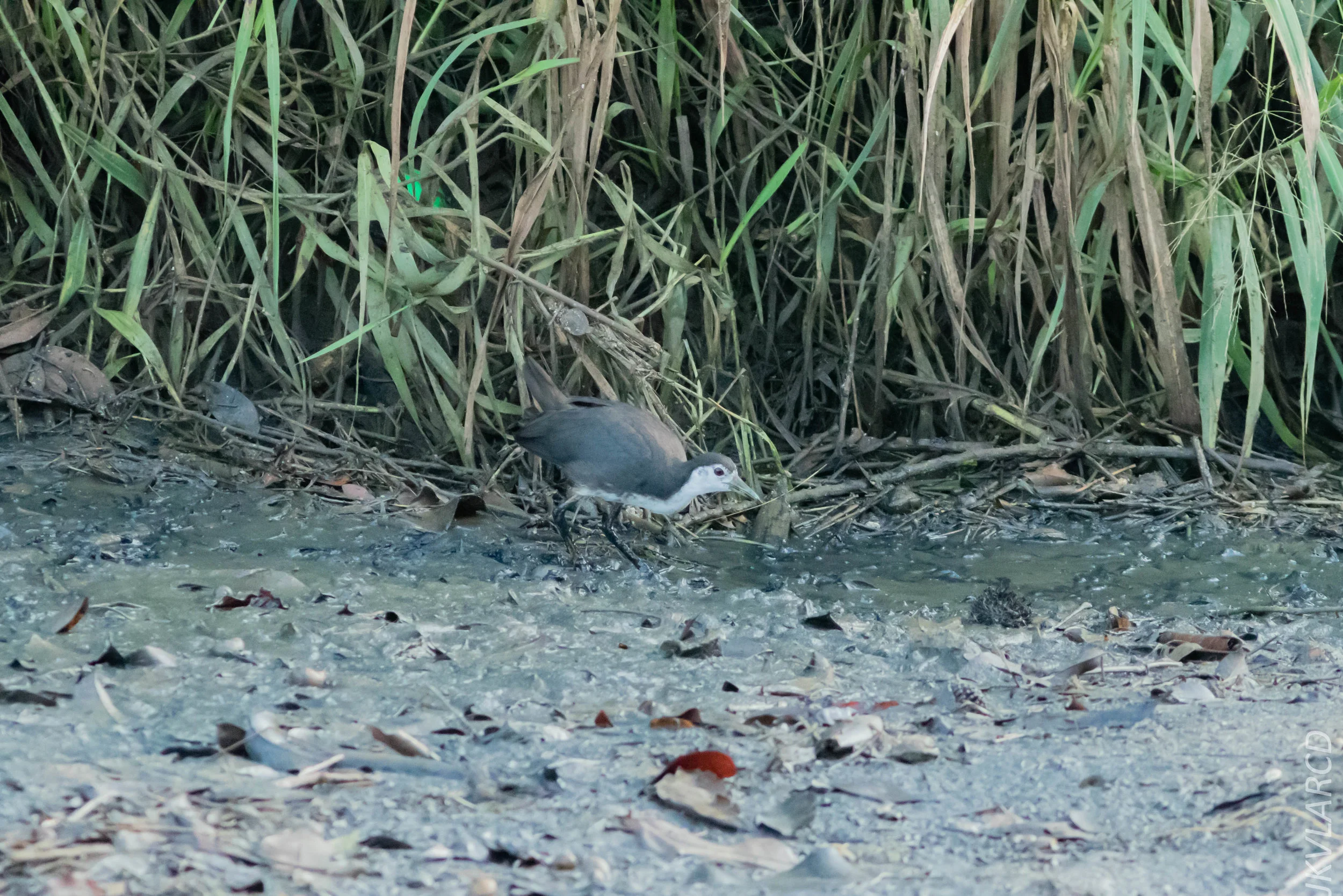 EOS 7D Mark II_2019_02_10_1717.jpg