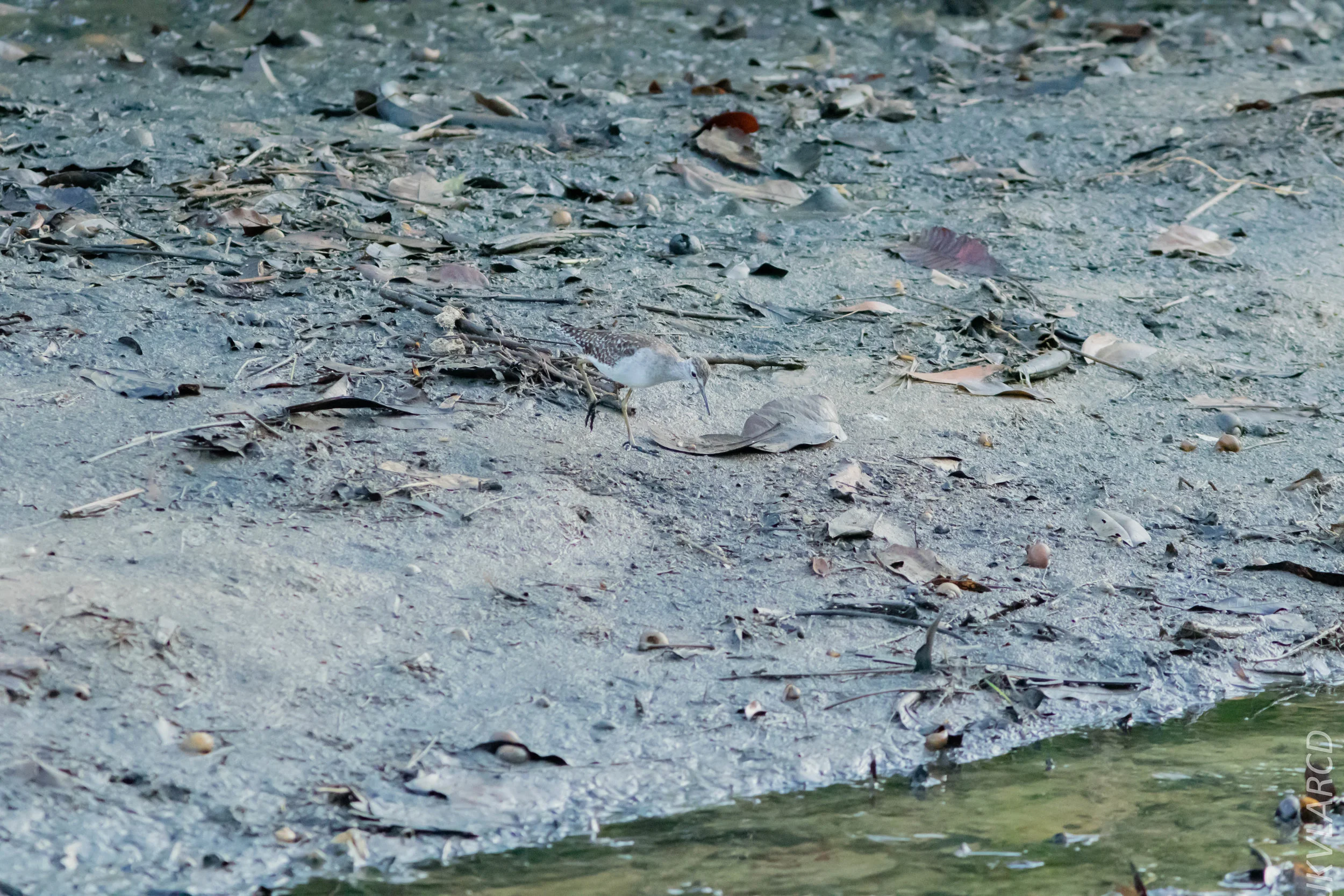 EOS 7D Mark II_2019_02_10_1726.jpg