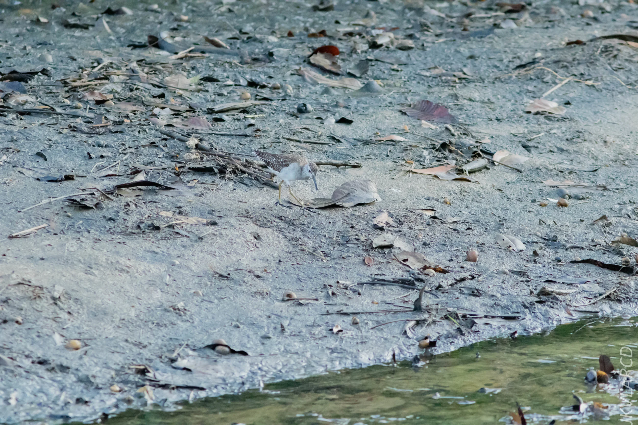 EOS 7D Mark II_2019_02_10_1727.jpg