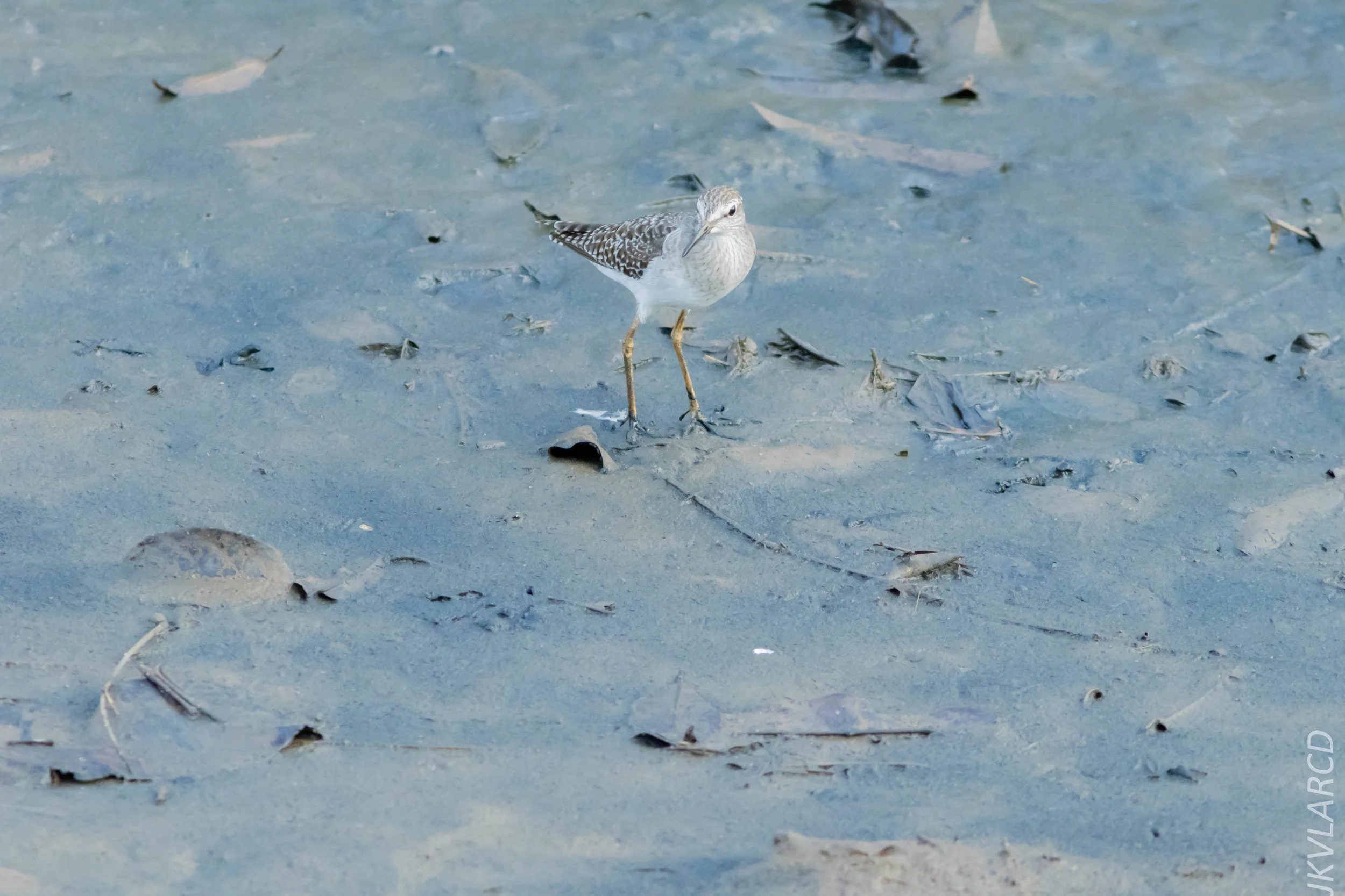 EOS 7D Mark II_2019_02_10_1751.jpg