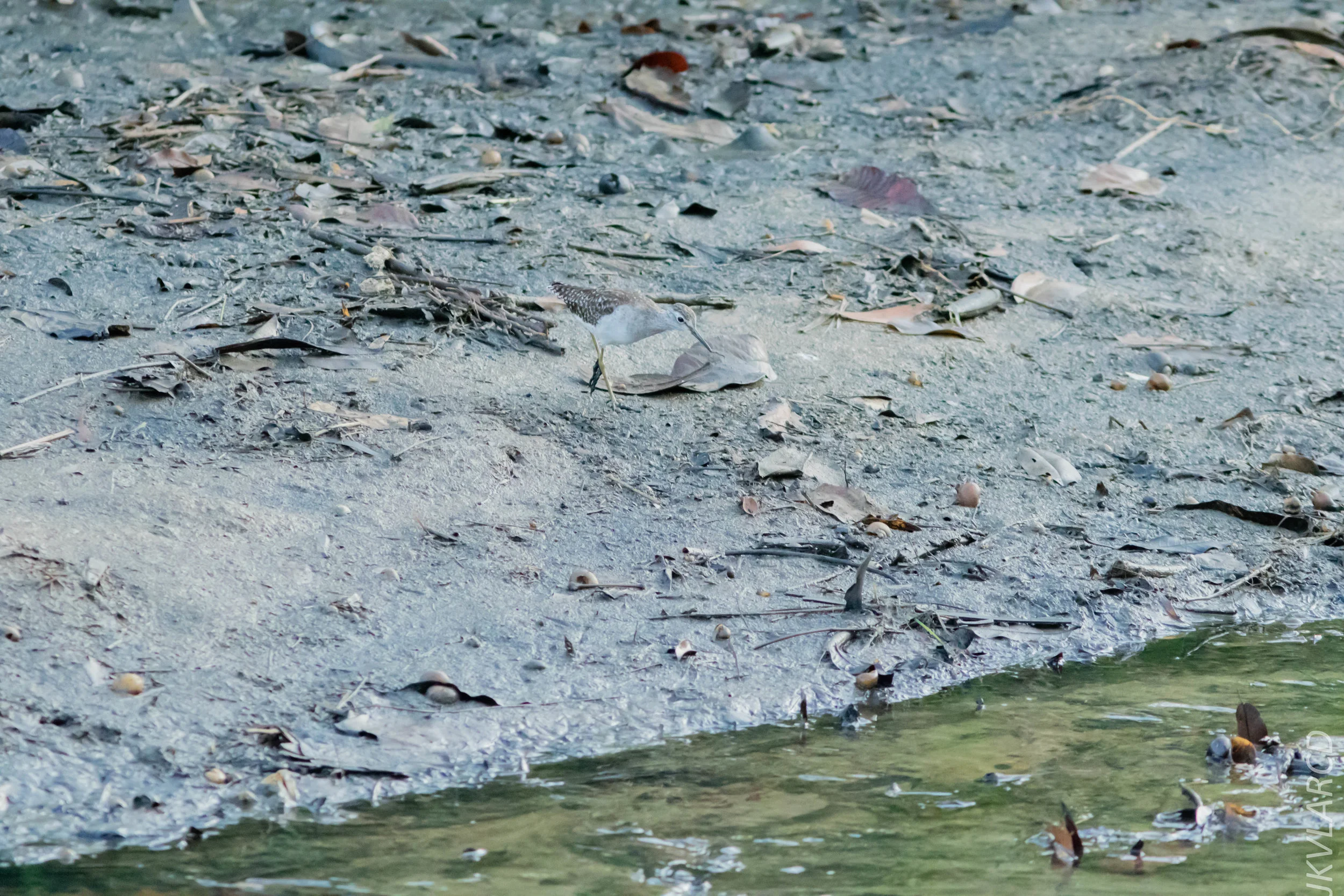 EOS 7D Mark II_2019_02_10_1728.jpg