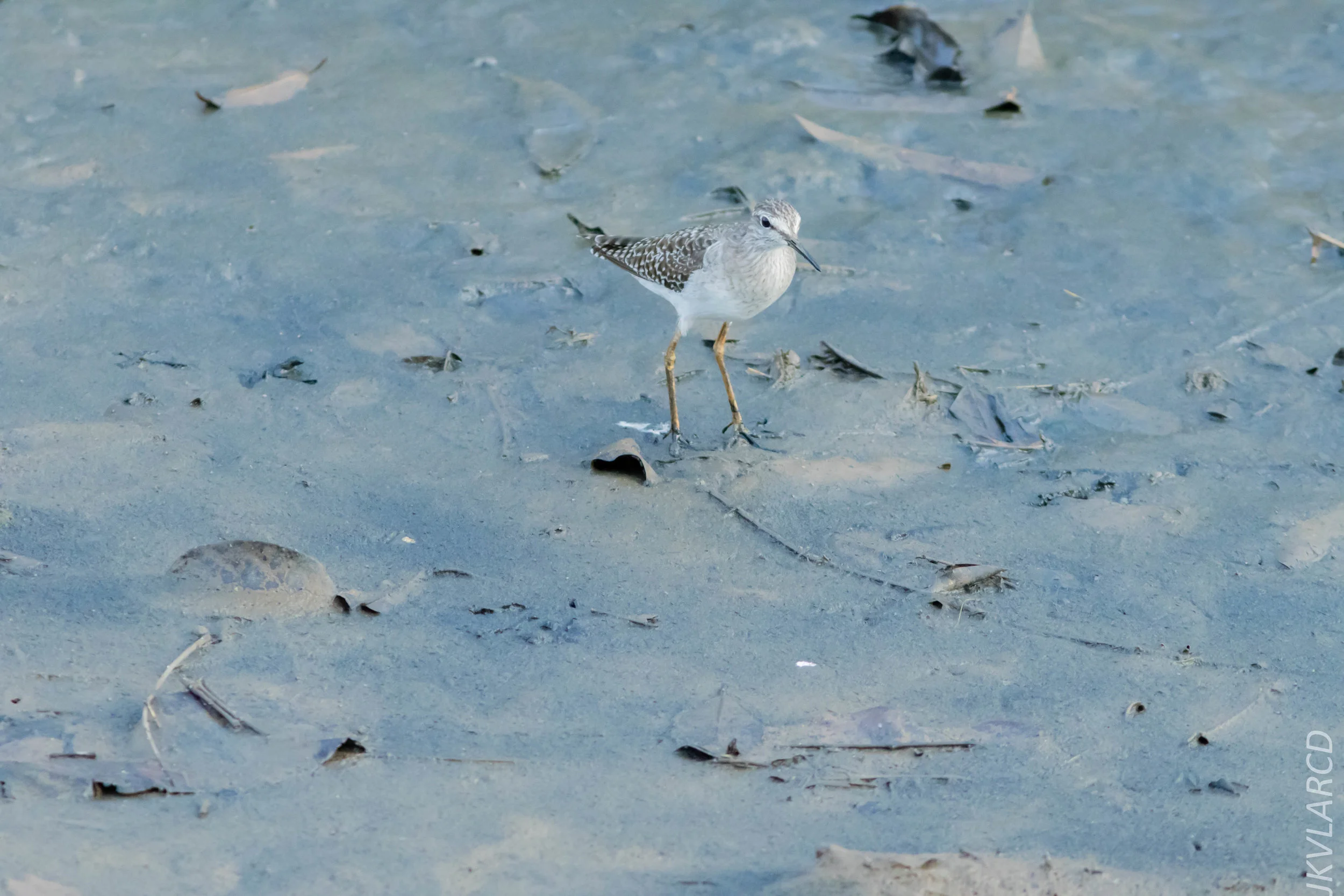 EOS 7D Mark II_2019_02_10_1753.jpg