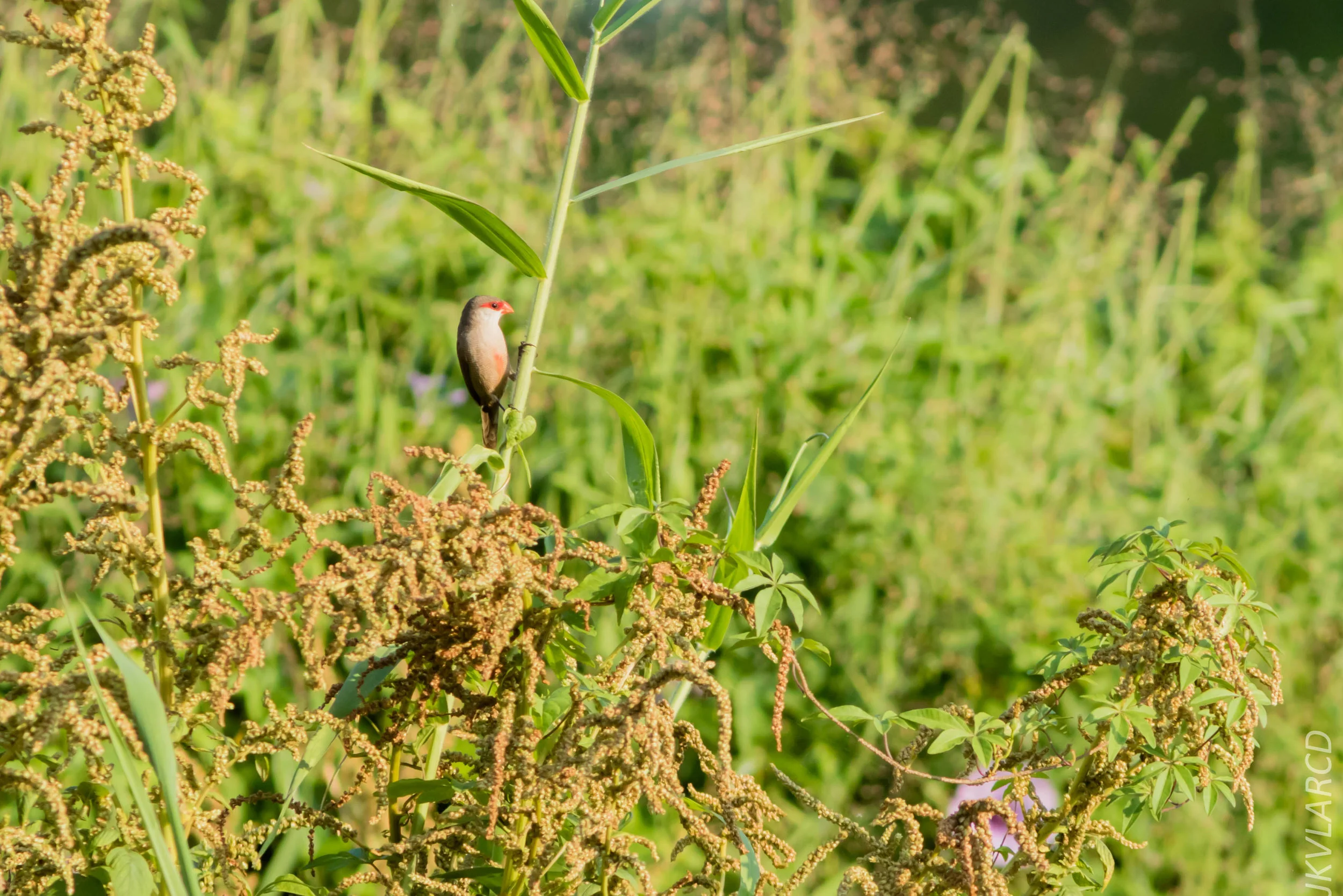EOS 7D Mark II_2019_02_10_1787.jpg