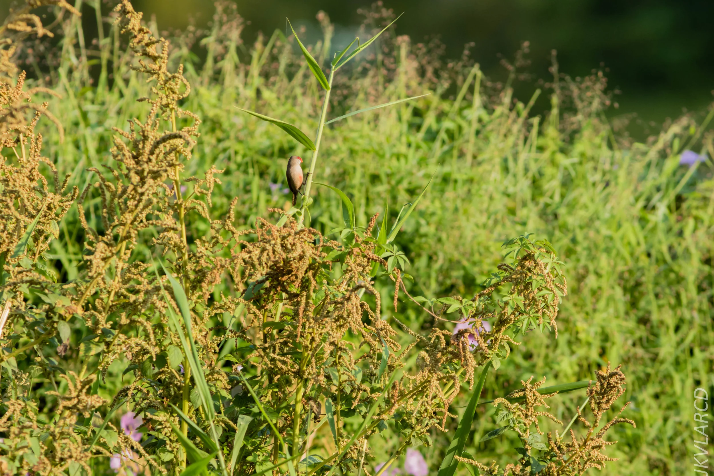 EOS 7D Mark II_2019_02_10_1783.jpg