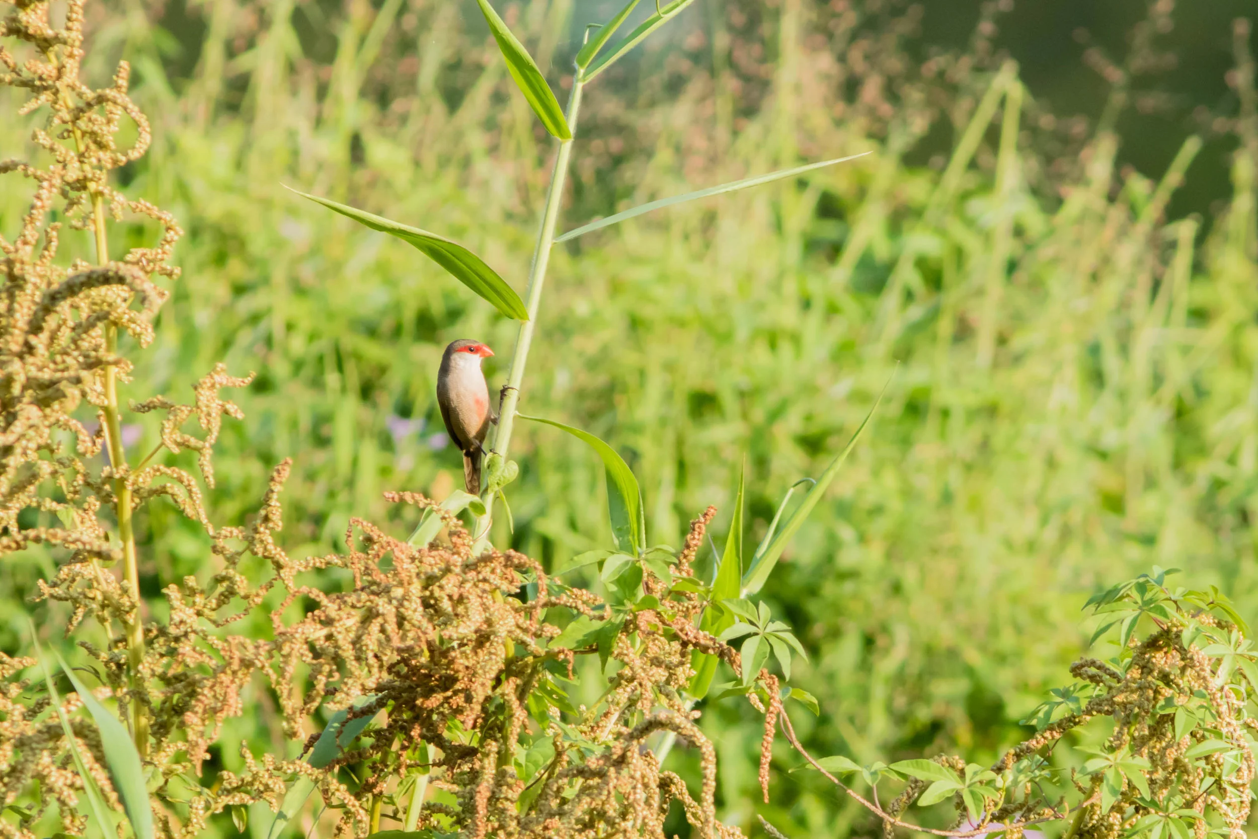 EOS 7D Mark II_2019_02_10_1788.jpg