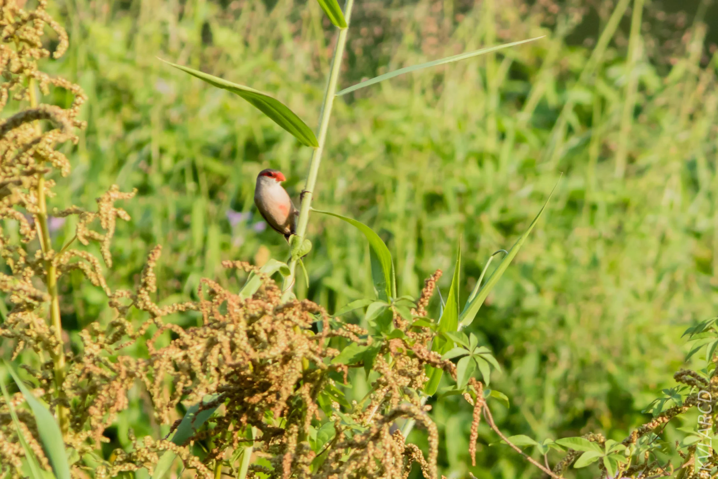 EOS 7D Mark II_2019_02_10_1793.jpg
