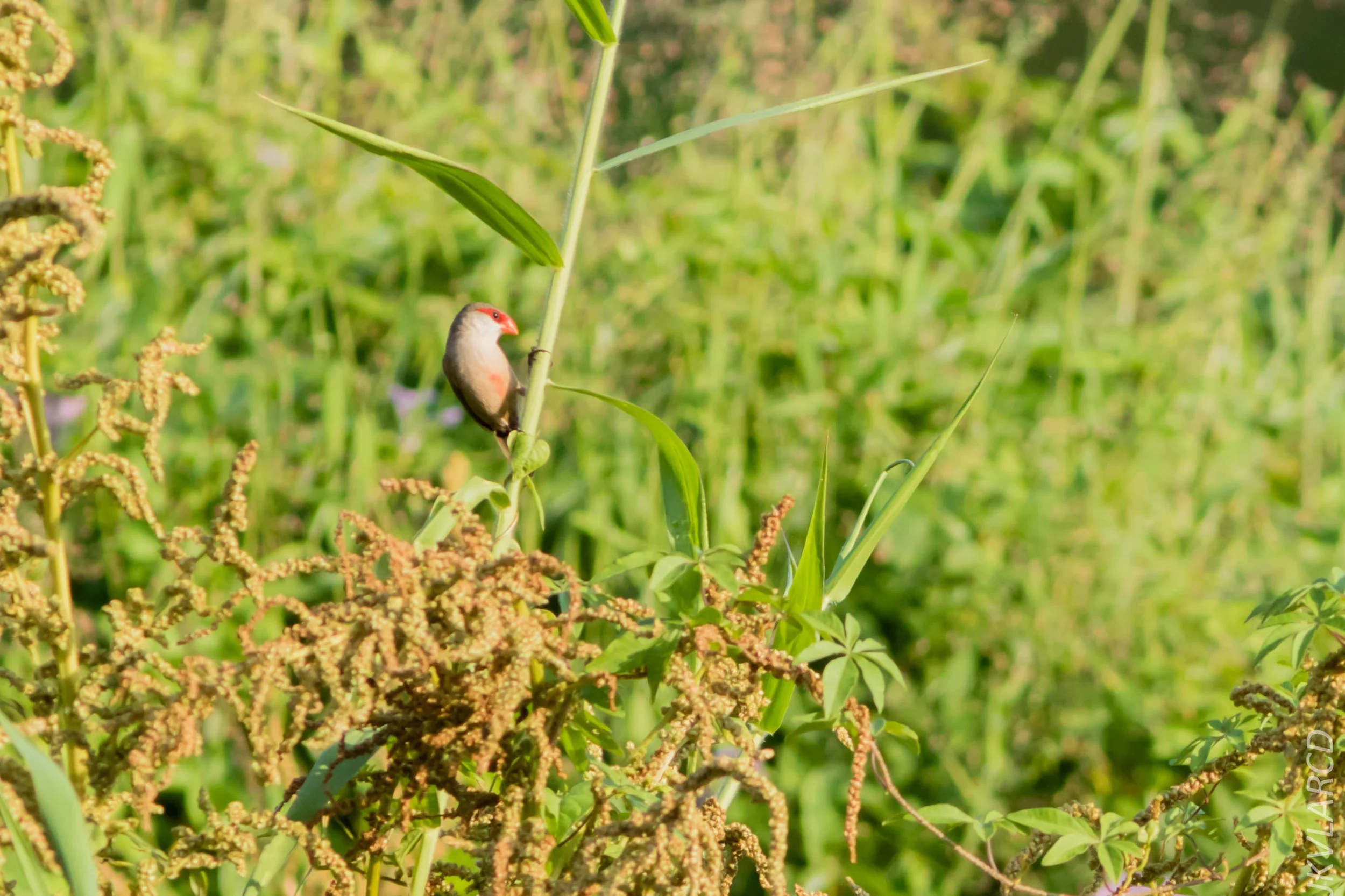 EOS 7D Mark II_2019_02_10_1794.jpg