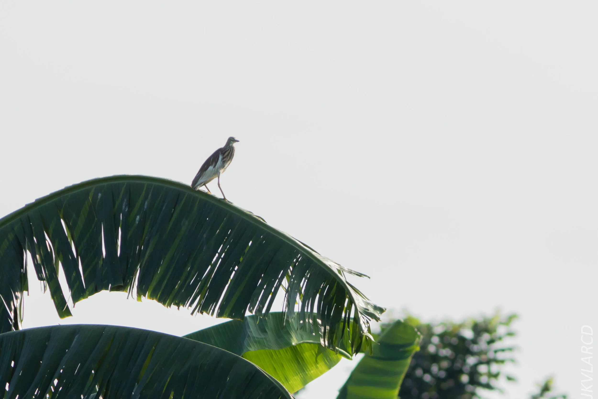 EOS 7D Mark II_2019_02_10_1814.jpg