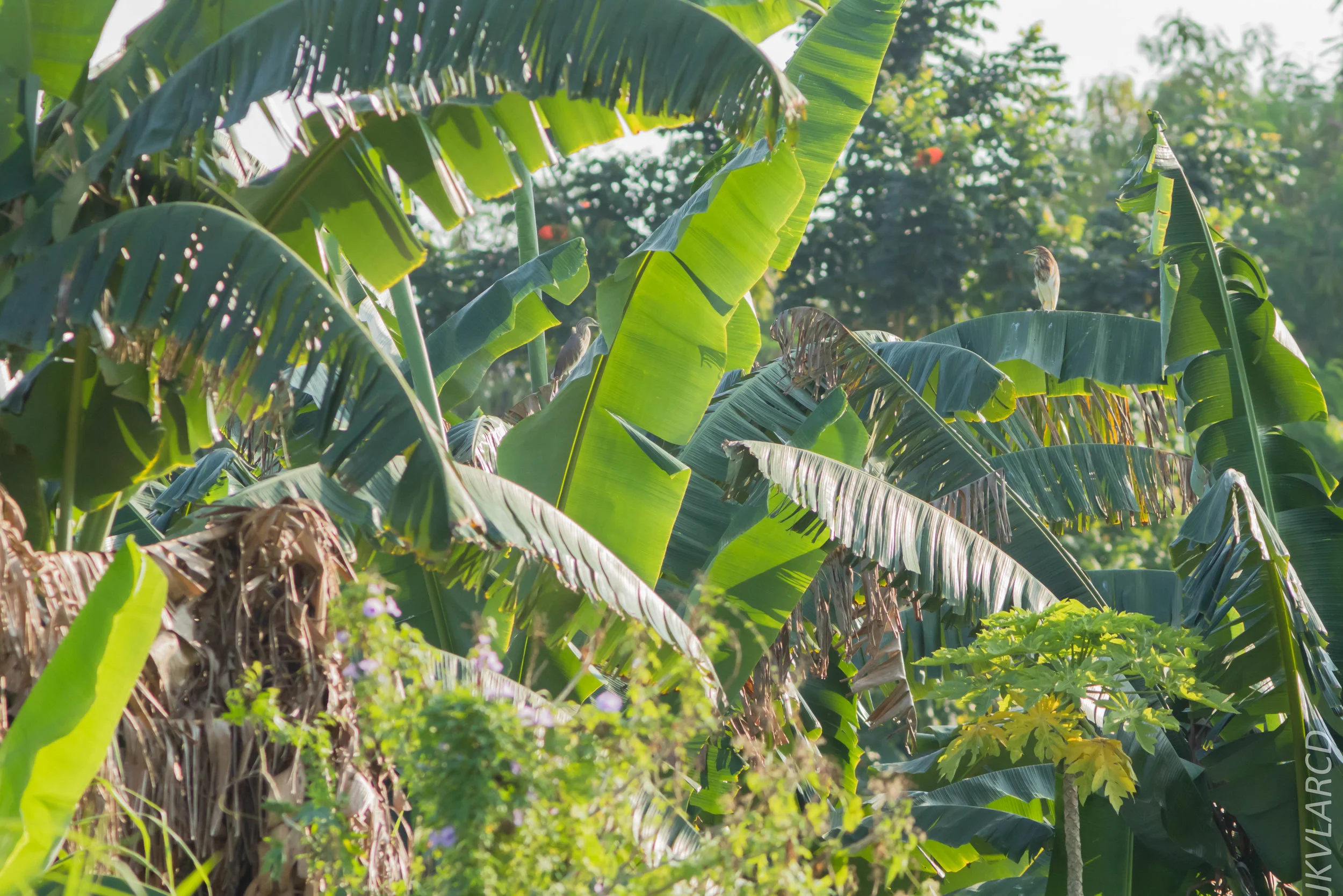 EOS 7D Mark II_2019_02_10_1825.jpg