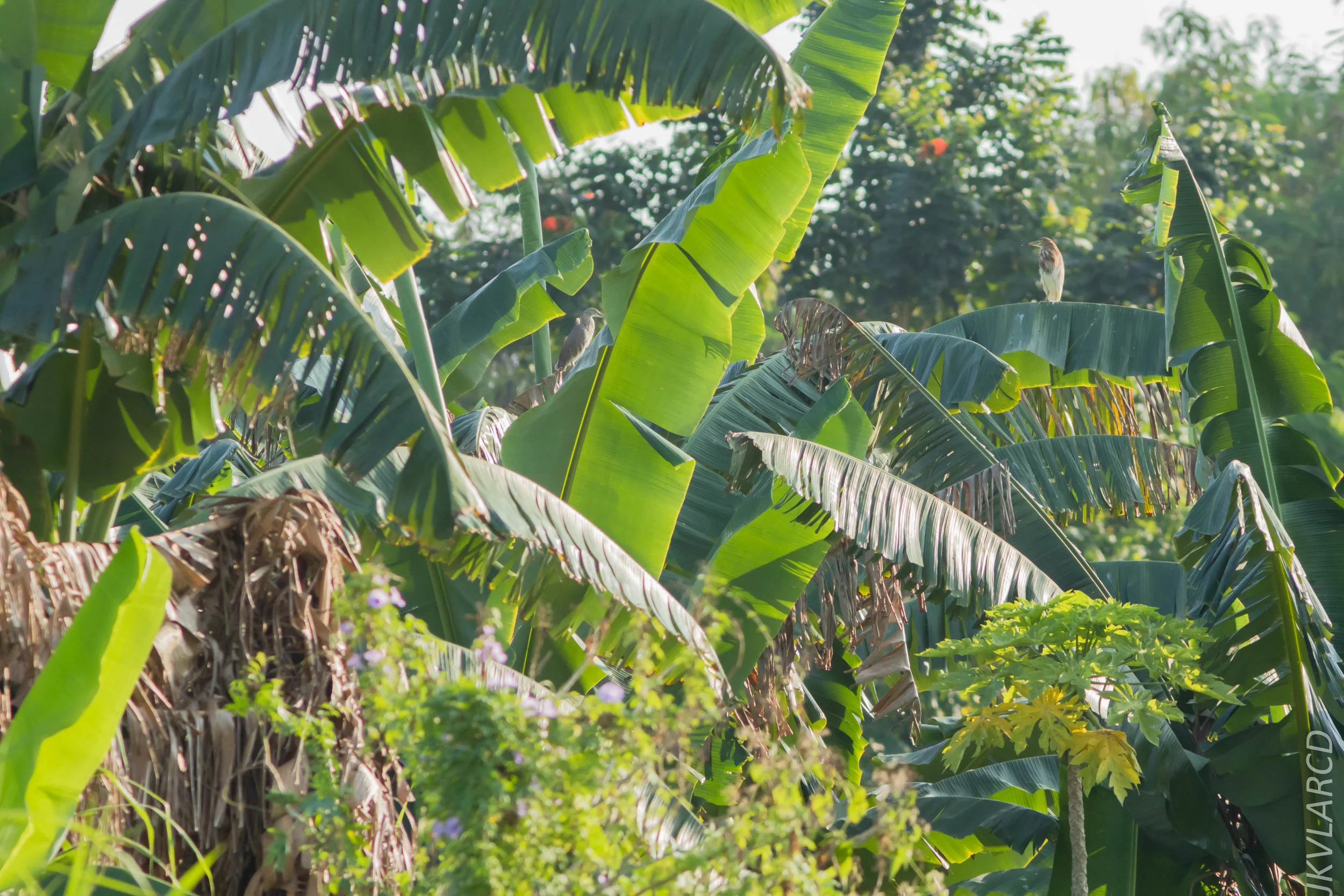 EOS 7D Mark II_2019_02_10_1826.jpg