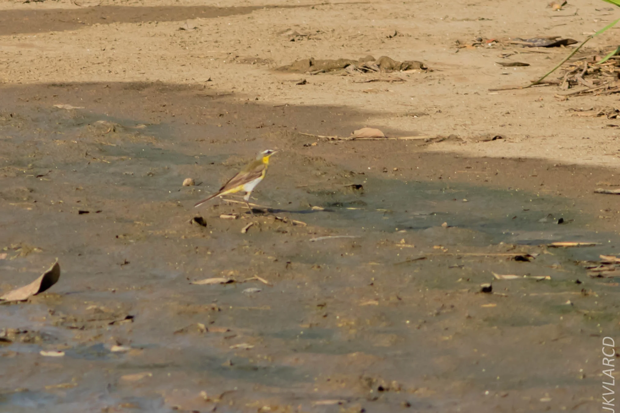 EOS 7D Mark II_2019_02_10_1862.jpg