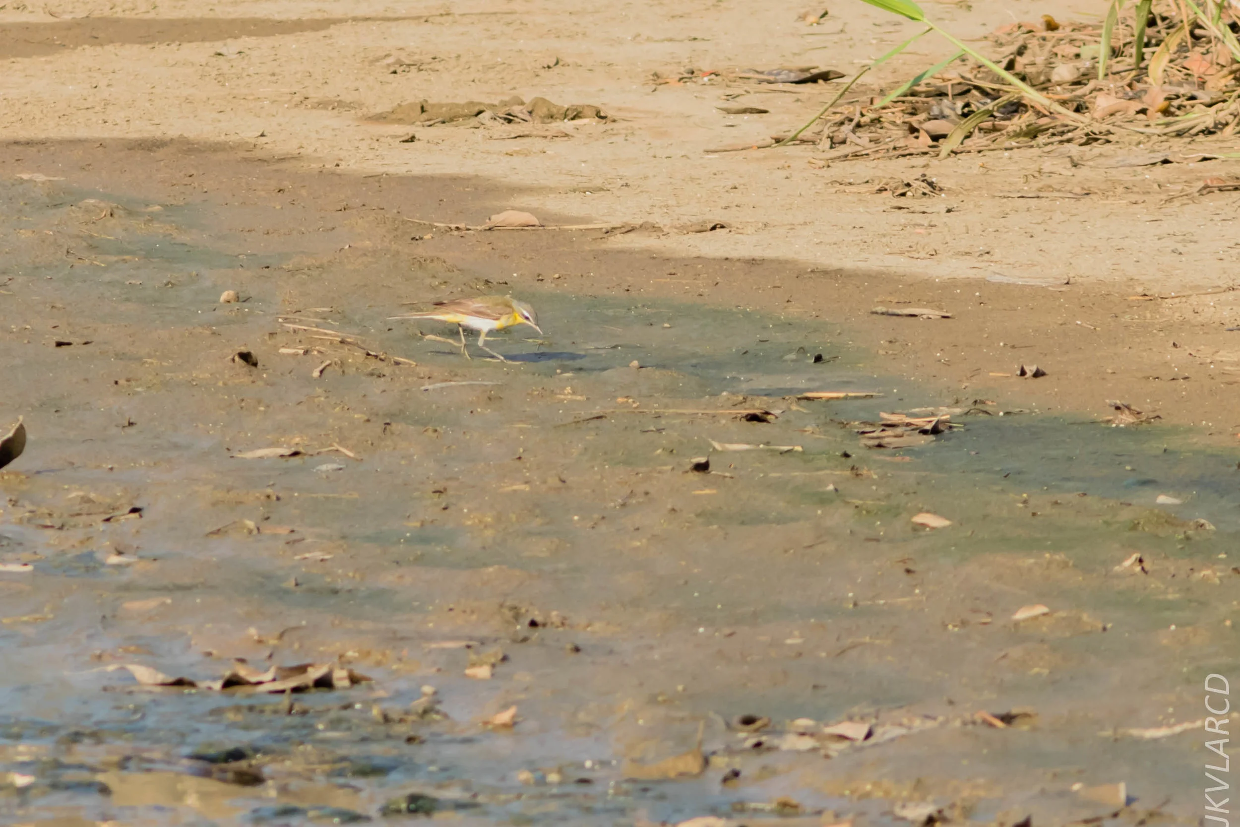 EOS 7D Mark II_2019_02_10_1866.jpg